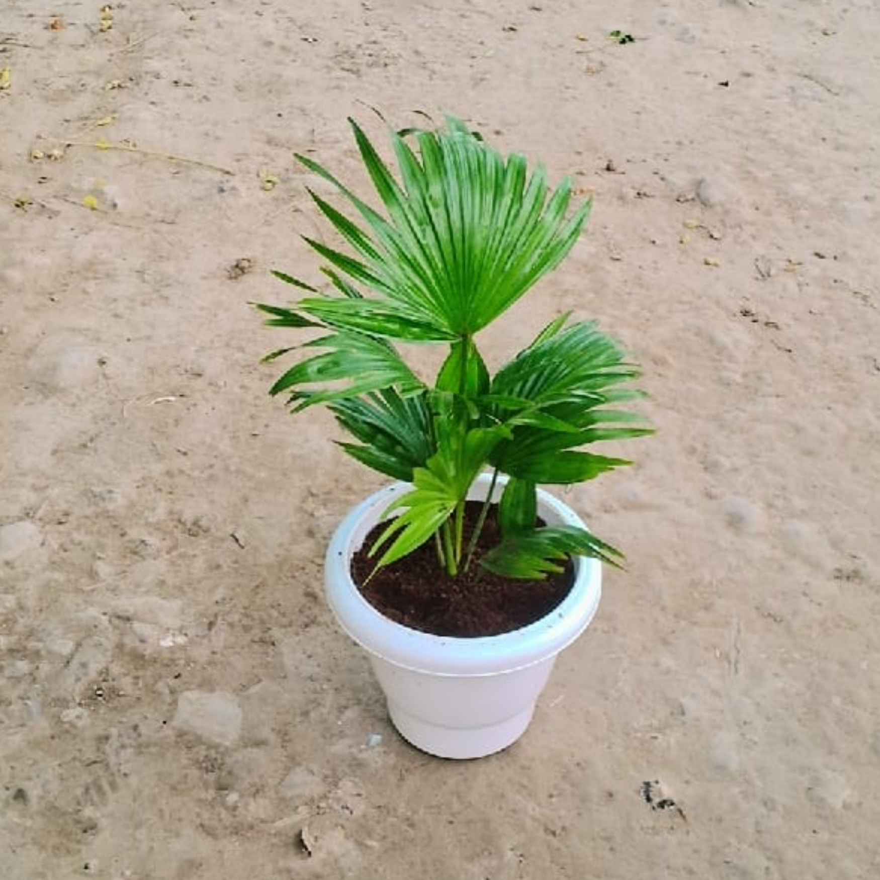 China palm in 8 inch white plastic pot – Plantncr