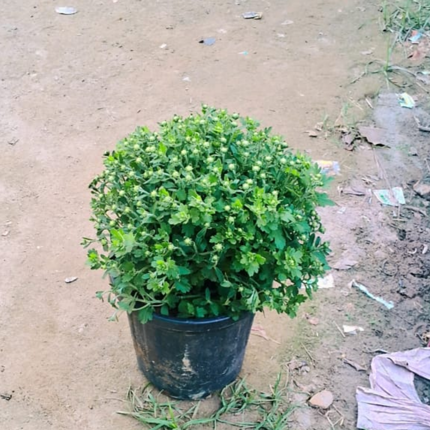 Guldaudi dwarf seasonal flower plant in 10 inch pot