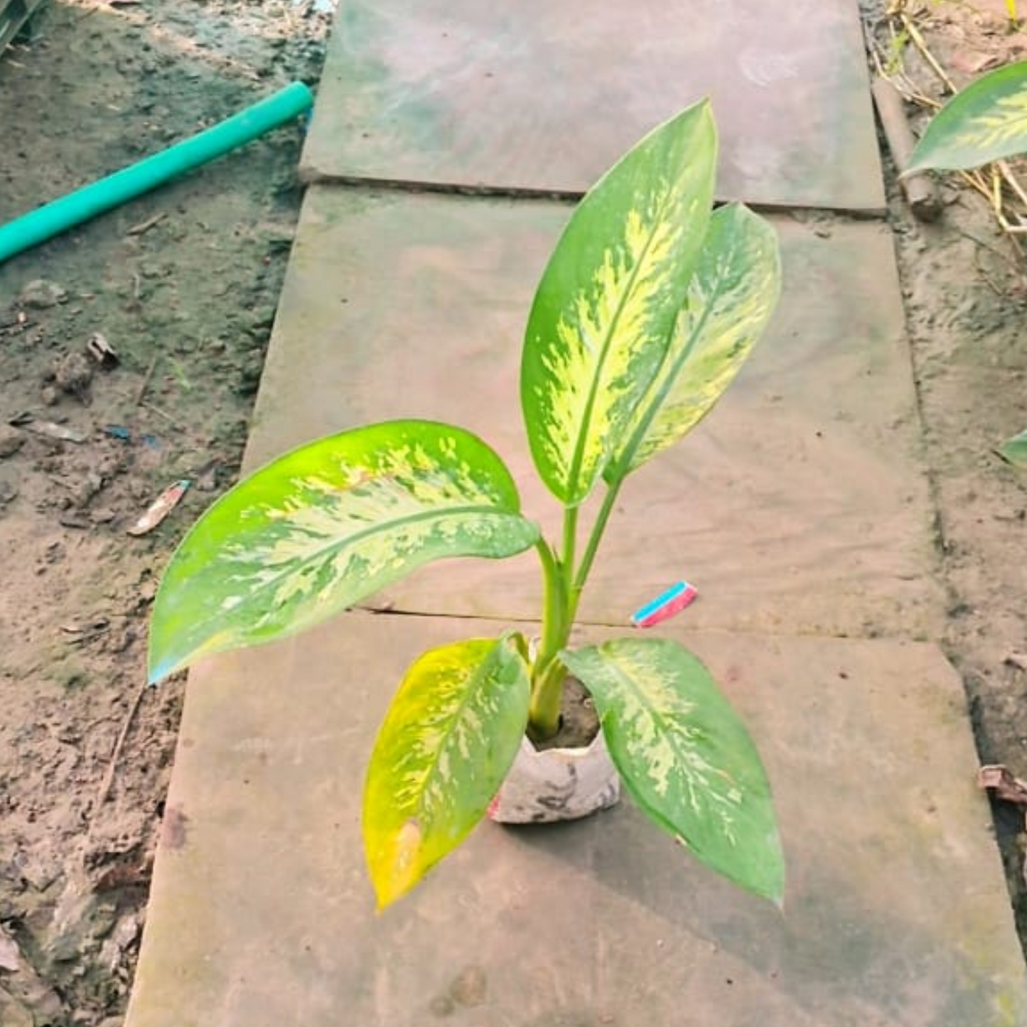 Dieffenbachia Plant in 4 inch nursery bag