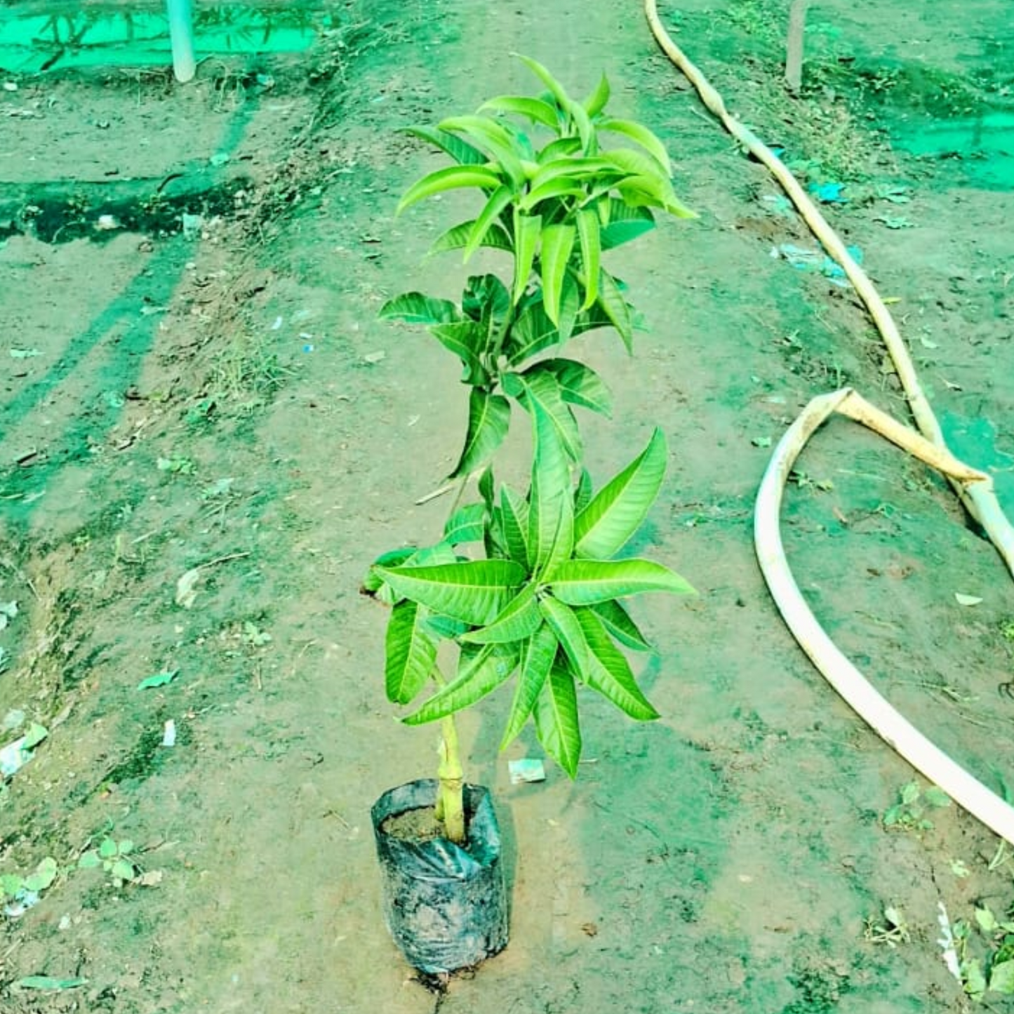 Mango (Variety -All Time) Plant in 6 inch nursery bag