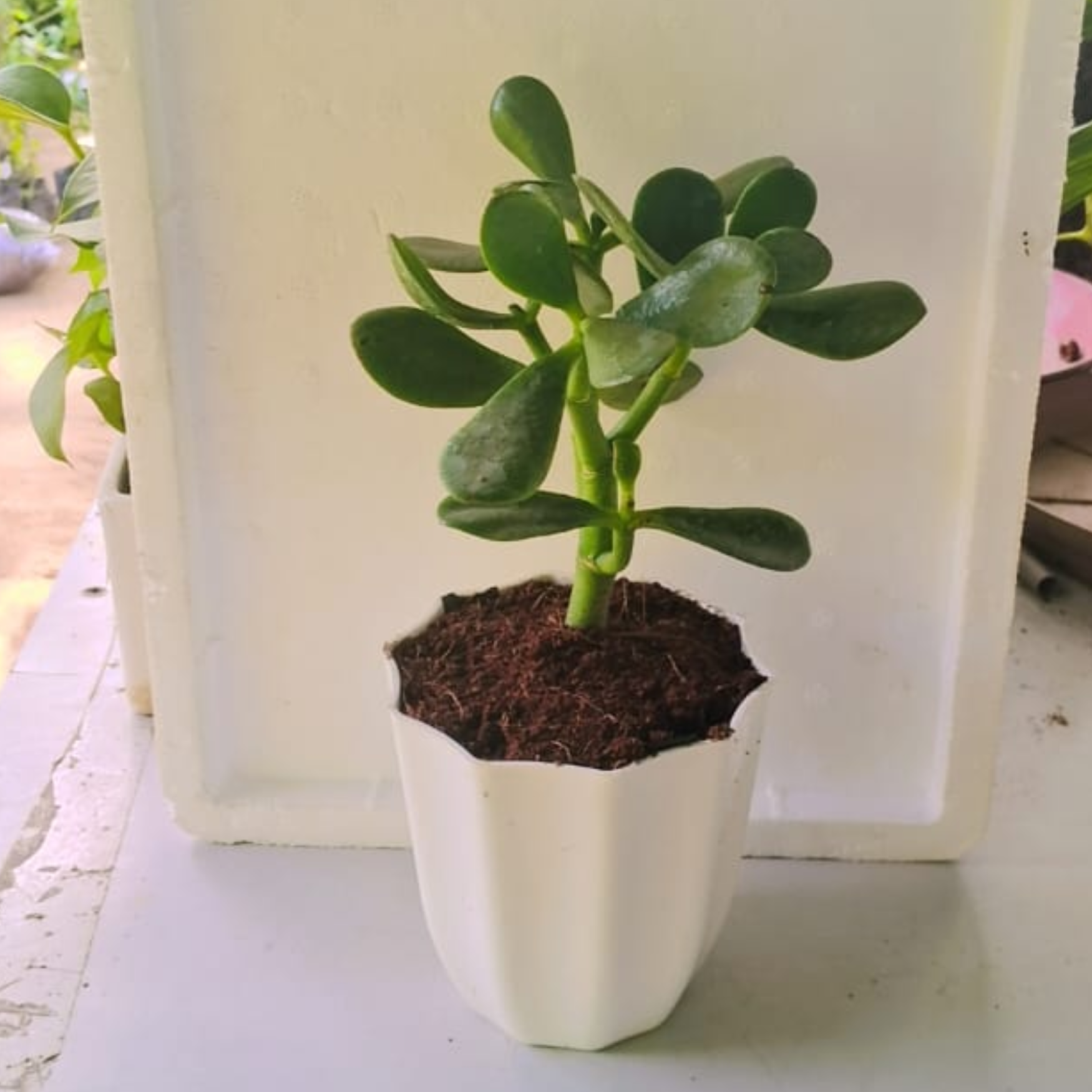 Crassula plant in 5 inch white plastic pot – Plantncr