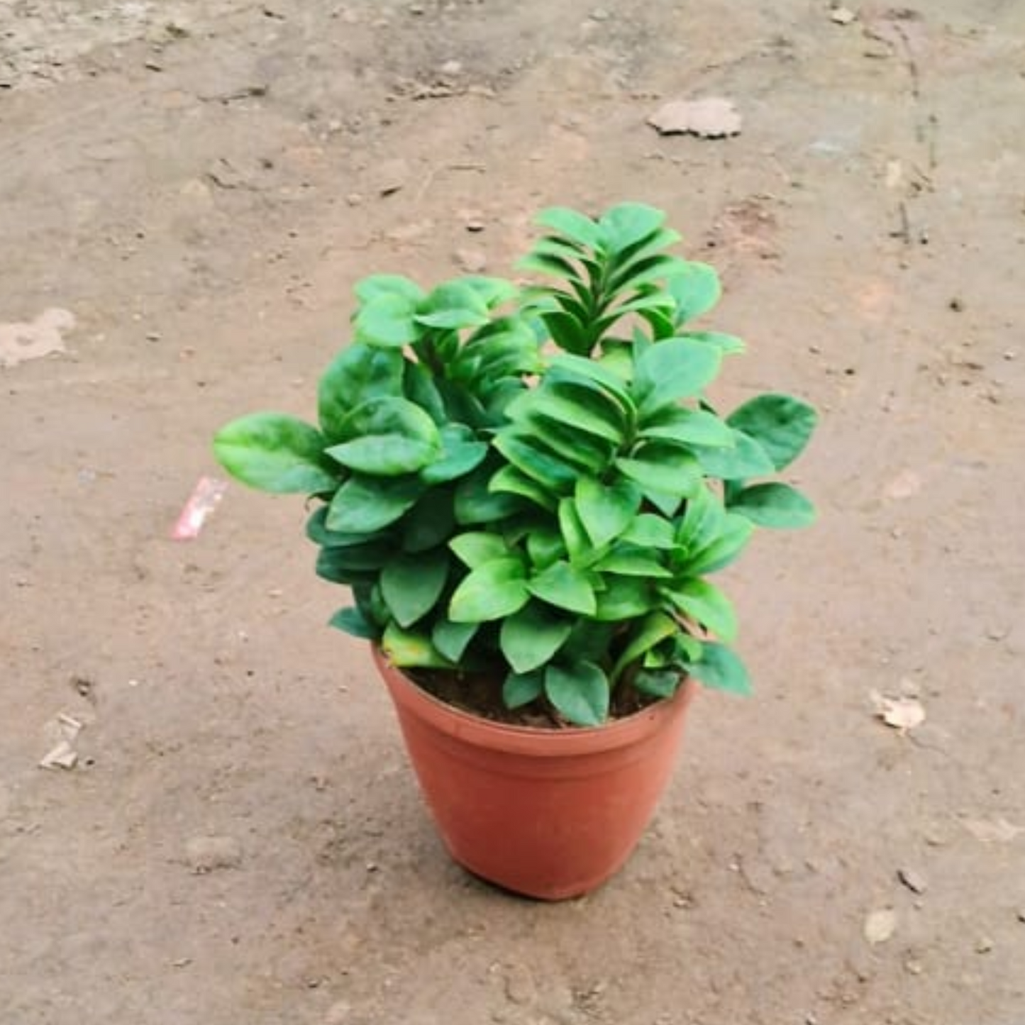 Dwarf Zz plant in 6 inch pot