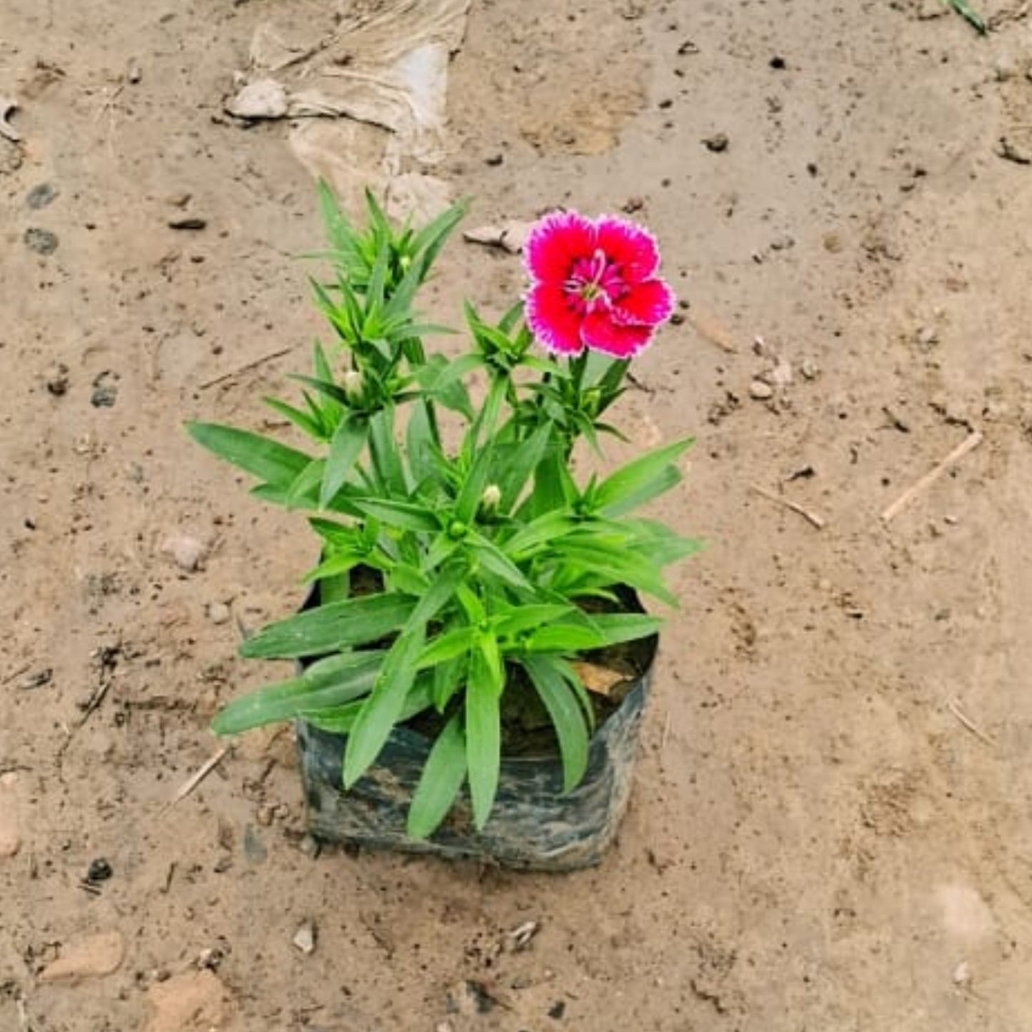 Dianthus (any colour) plant in 4 inch polybag