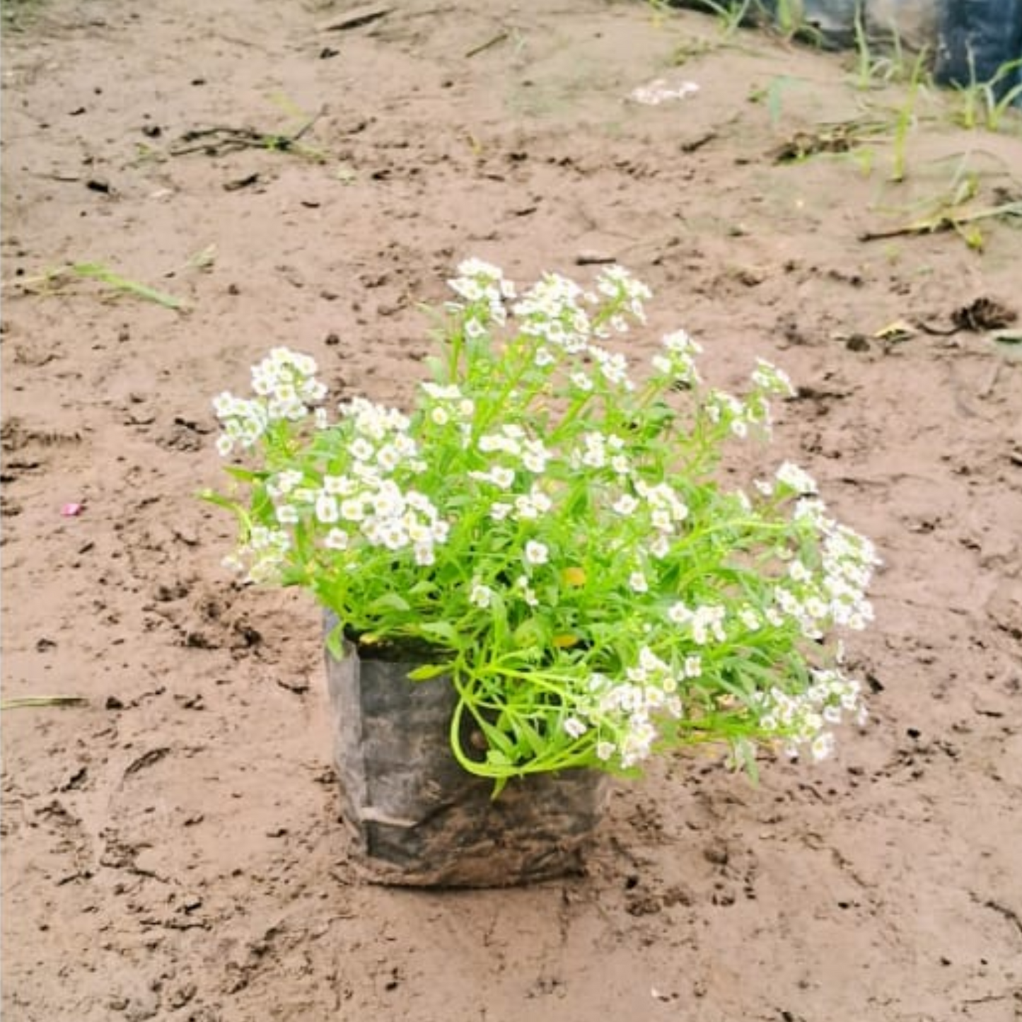 Alyssum winter season flower plants in 4 inch polybag