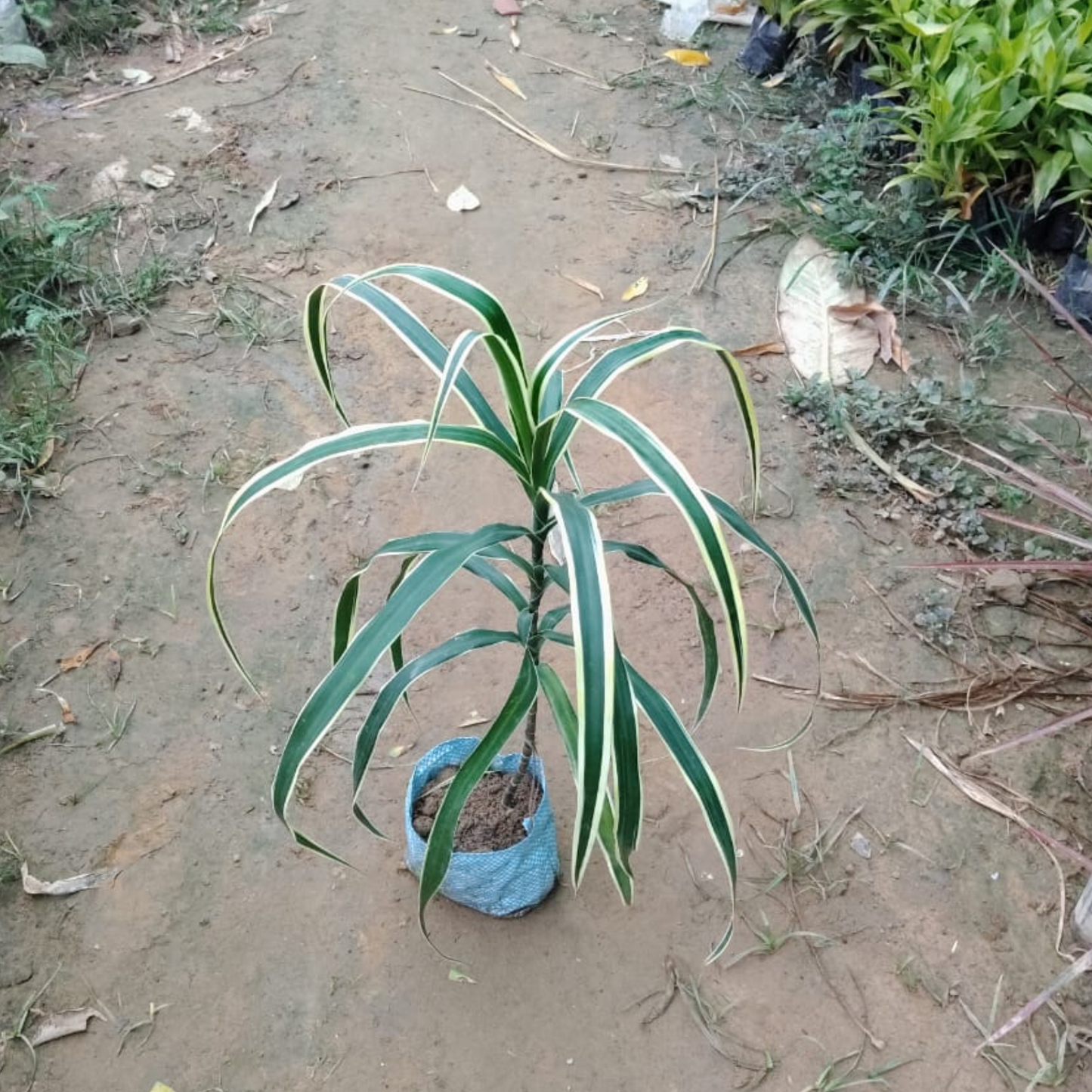 Dracaena Jamaica plant in 6 inch polybag;