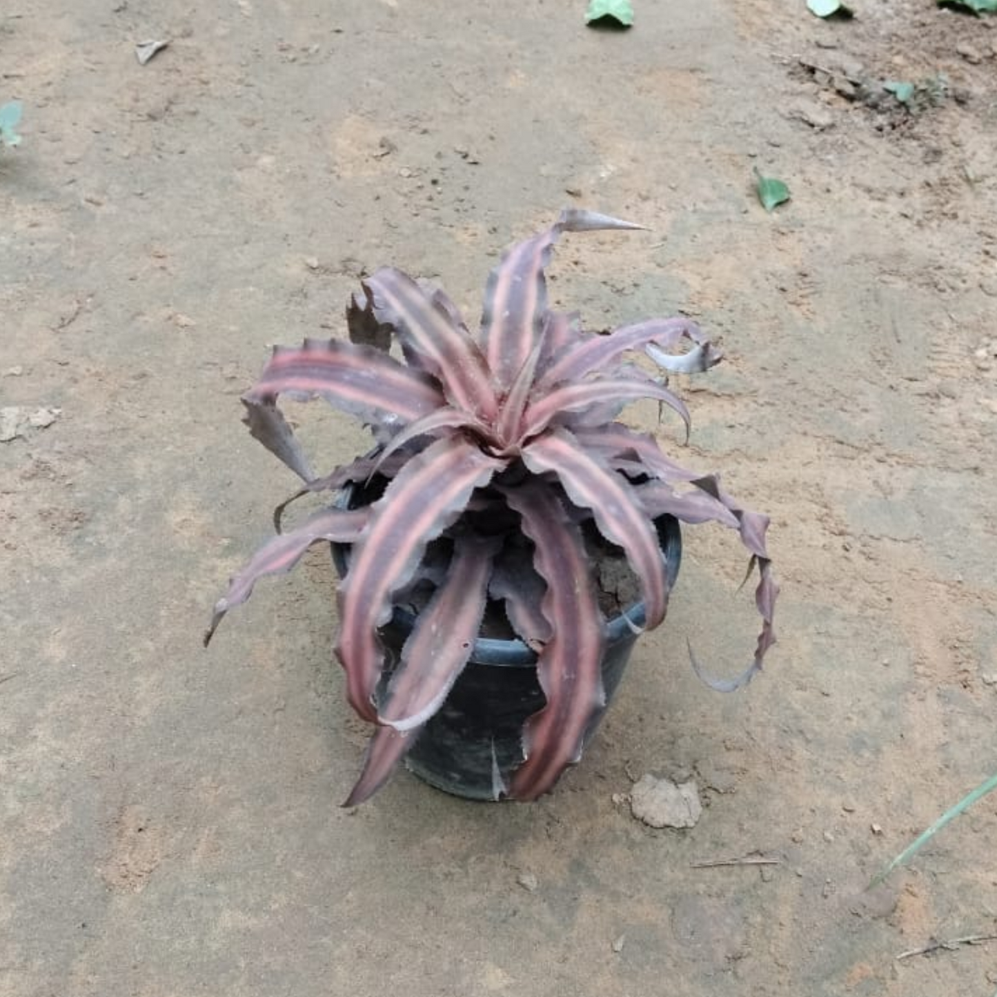 Cryptanthus in 4 Inch Nursery Pot;