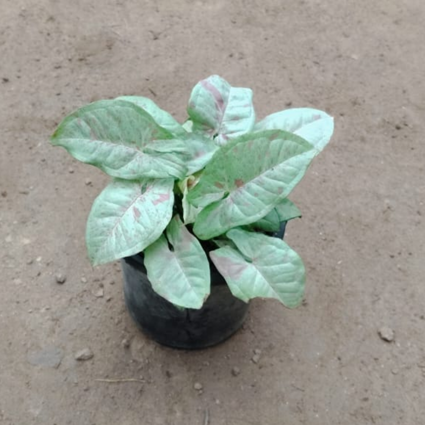 Syngonium Milky (Rare Variety) in 4 Inch Nursery Pot - Best Indoor Plant for Home