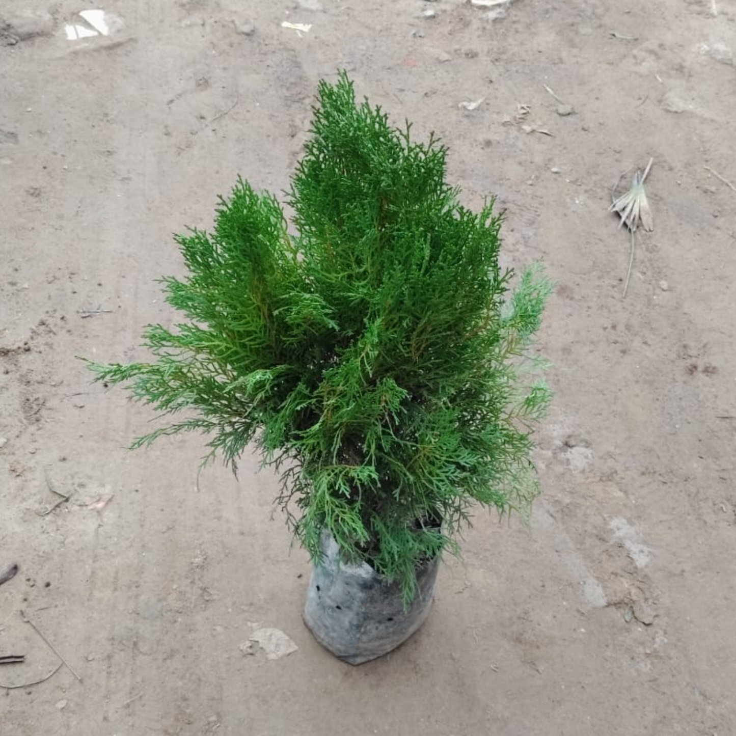 Morpankhi / Thuja Bushy in 8 Inch Nursery Bag;