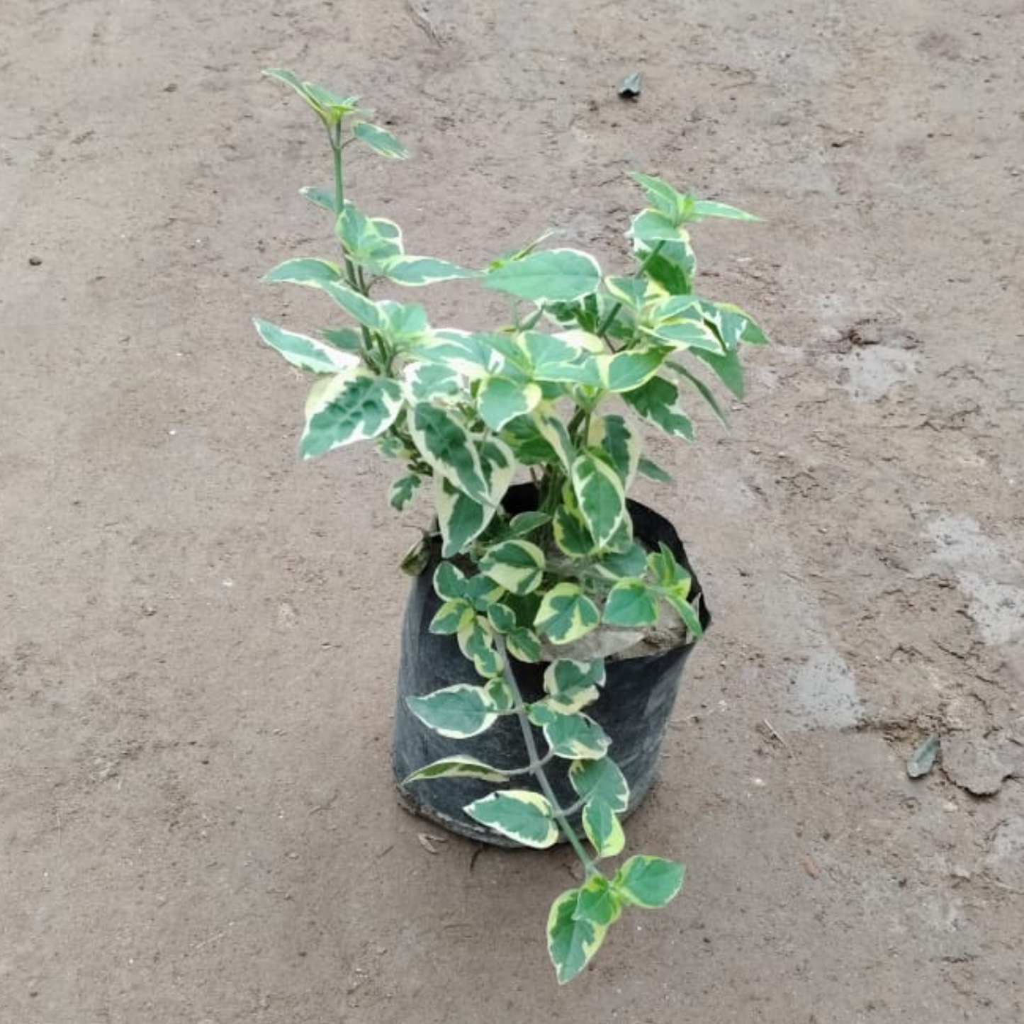 Chinese Violet Plant in 4 Inch Nursery Bag