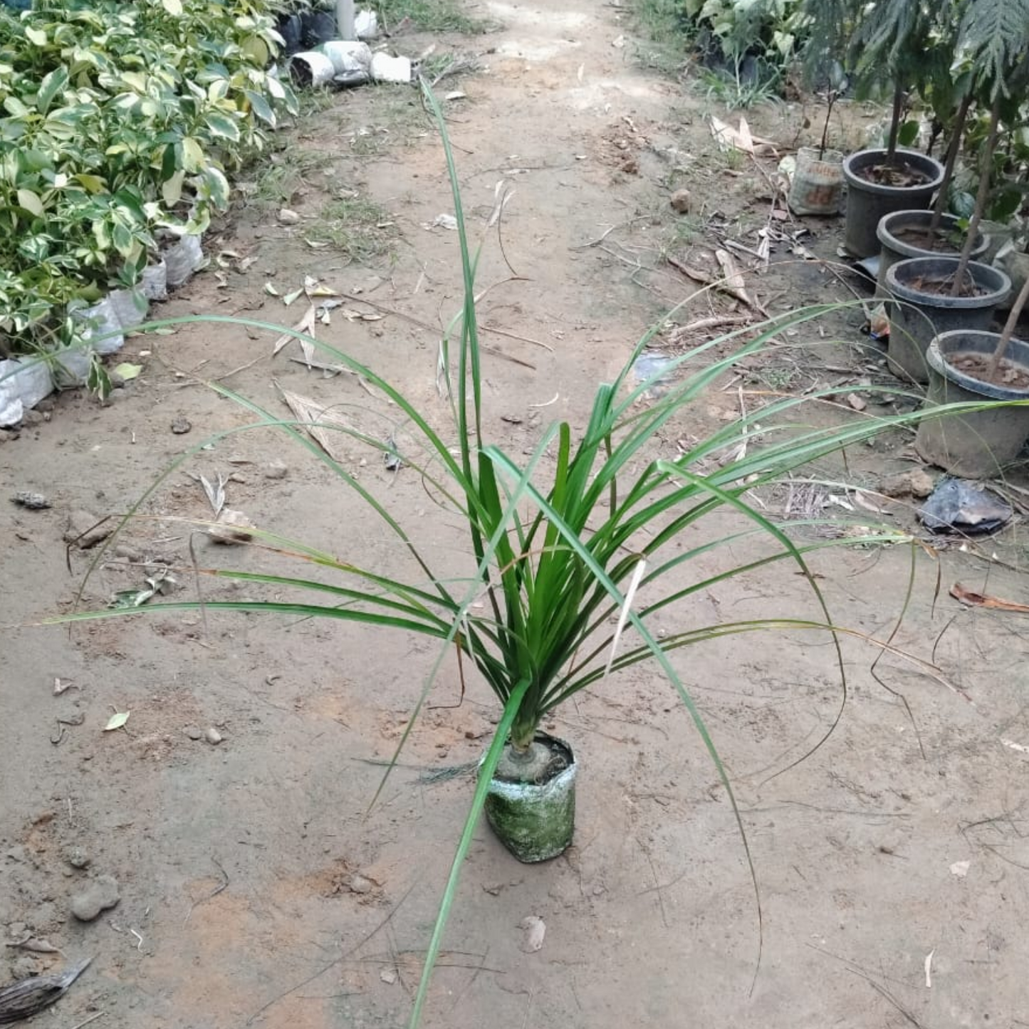 Nolina / Lolina Palm in 5 Inch Nursery Bag;