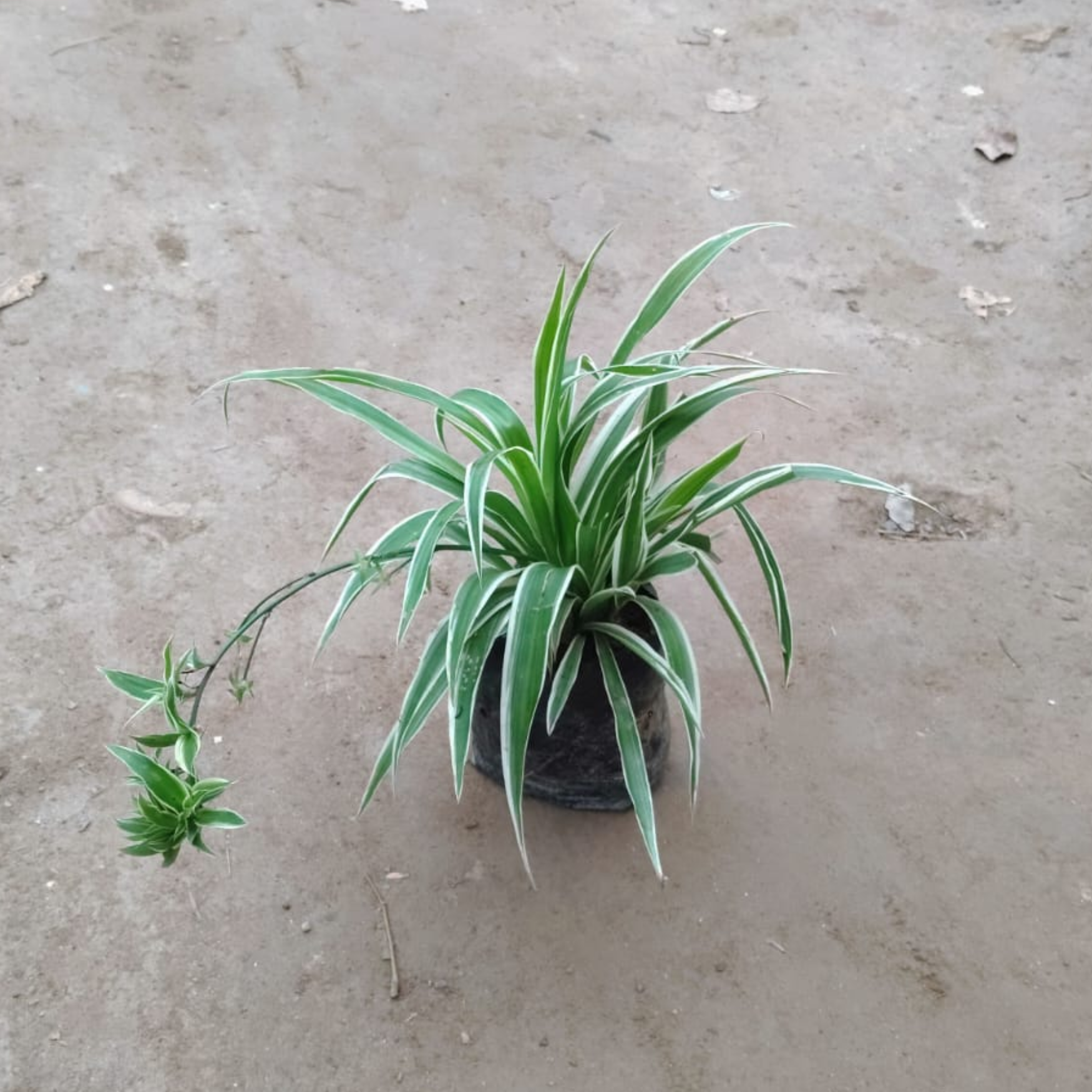 4 inch spider plant Spider plant in 4 inch nursery bag , – Plantncr