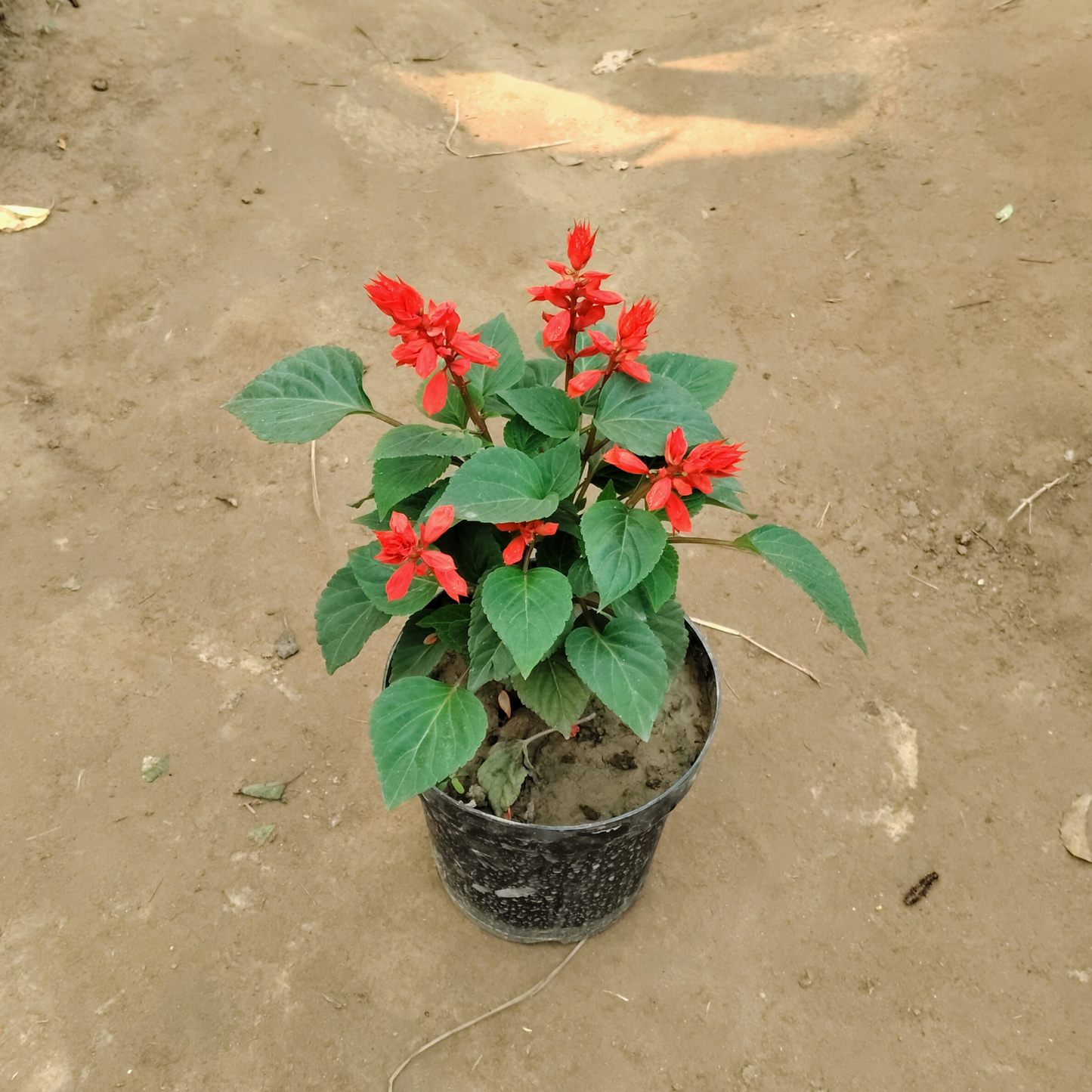 Salvia plant in 6 inch black pot