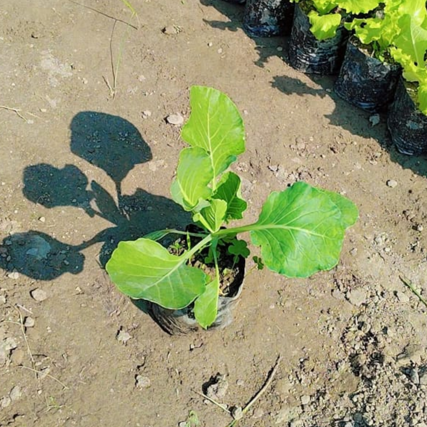 Cabbage Kale plant in 4 inch nursery bag