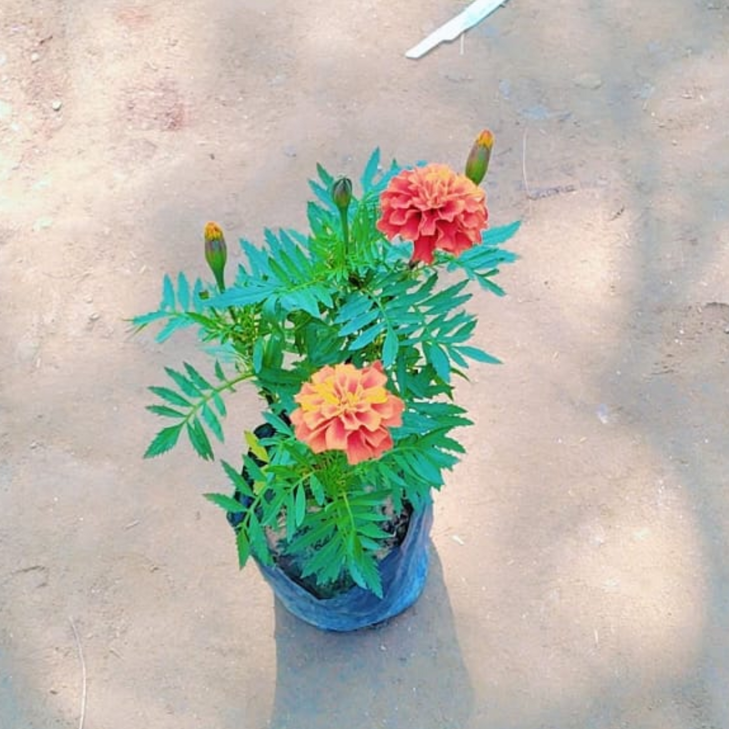 Marigold (Red Jafri) Seasonal flower plant in 4 inch polybag