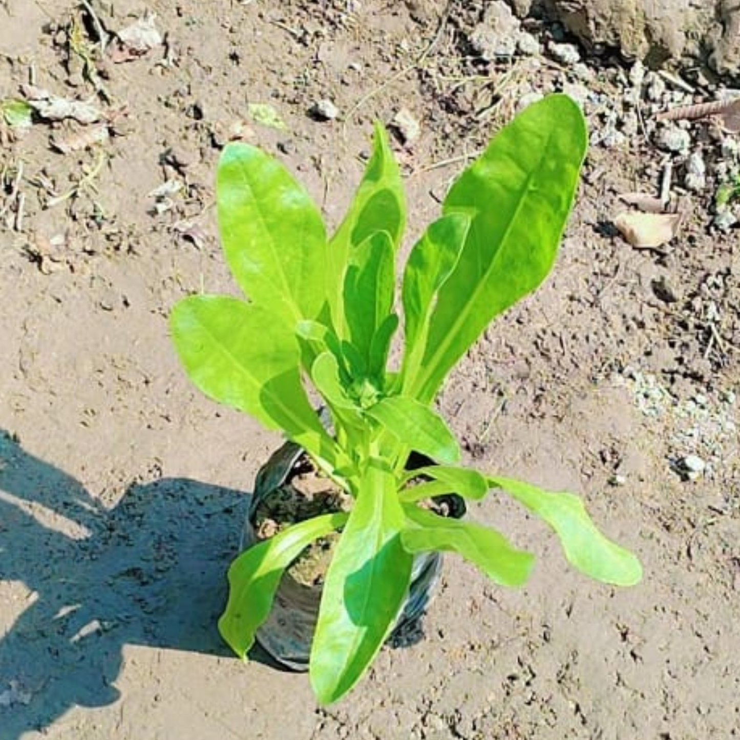Calendula (Any Colour) in 4 Inch Nursery bag