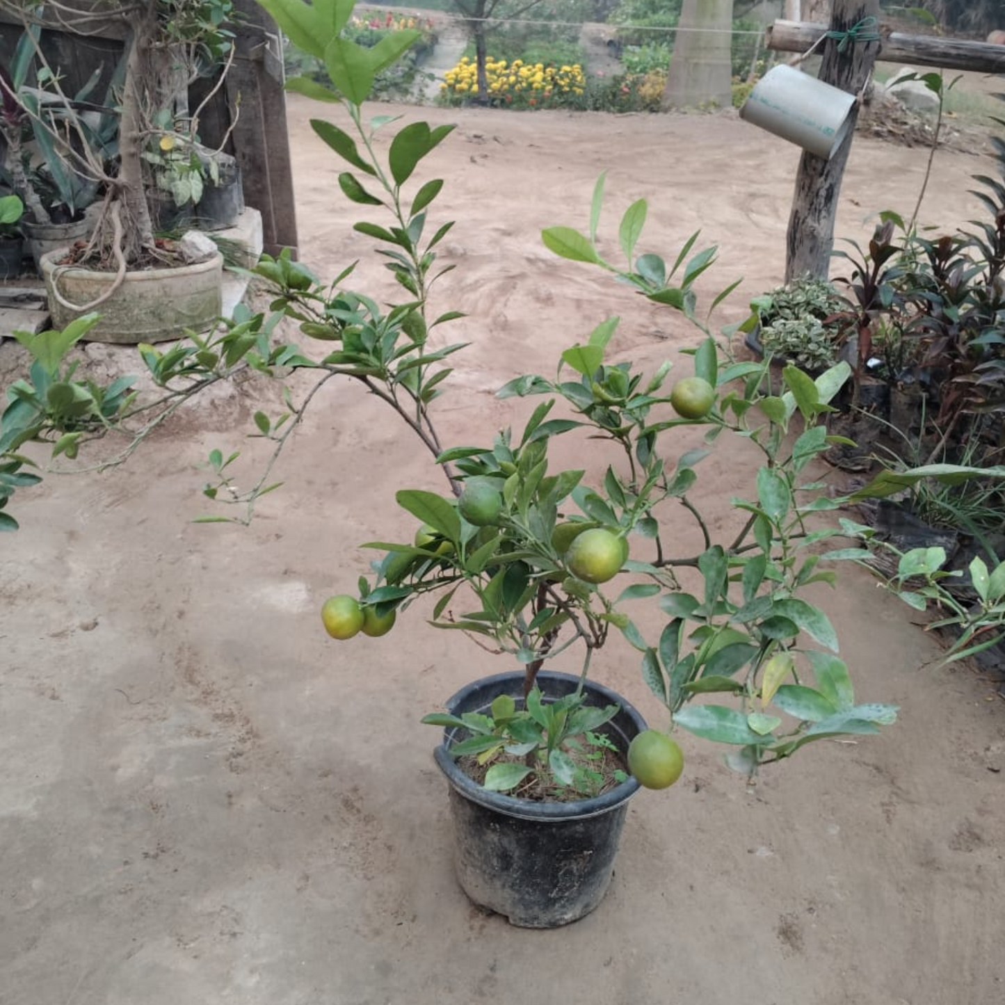 Chinese orange plant in 8 inch pot