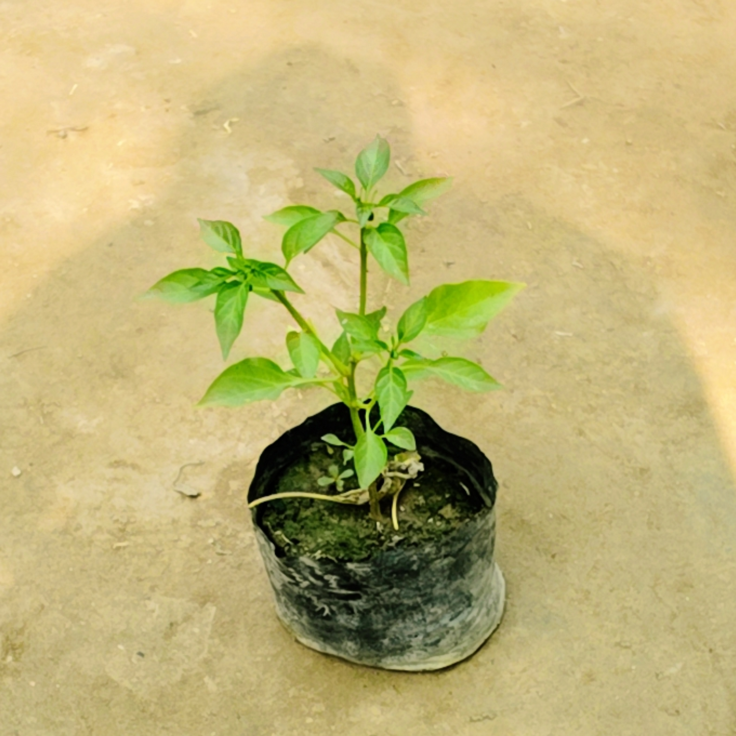 Green chill plant in 4 inch polybag