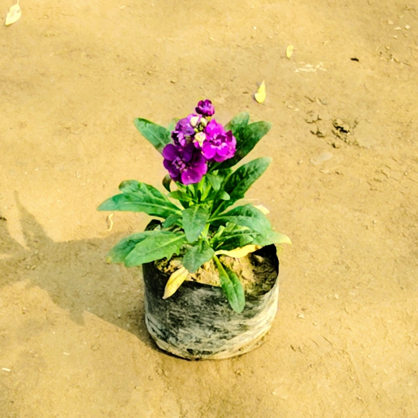 Stock plant in 4 inch nursery bag