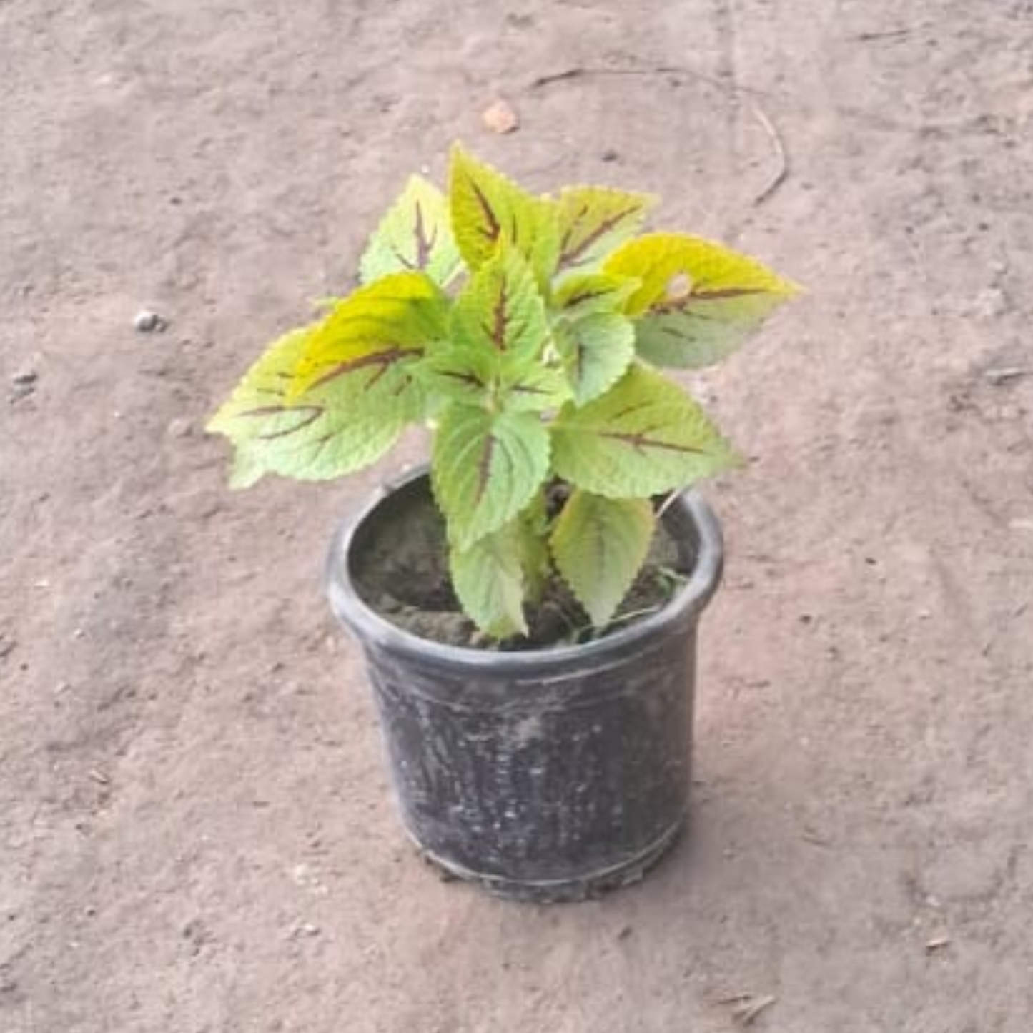 Colous green plant in 4 inch pot