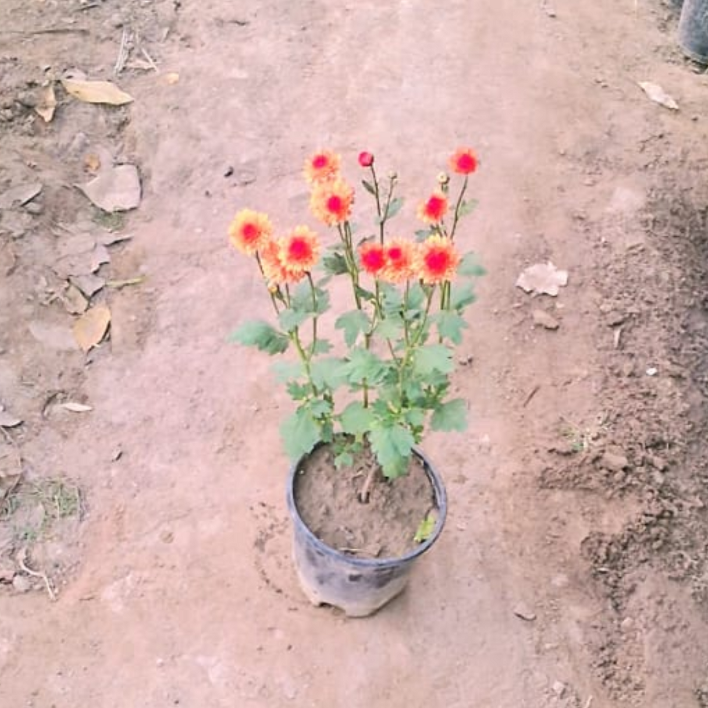 Guldaudi winter season flower plants in 6 inch pot