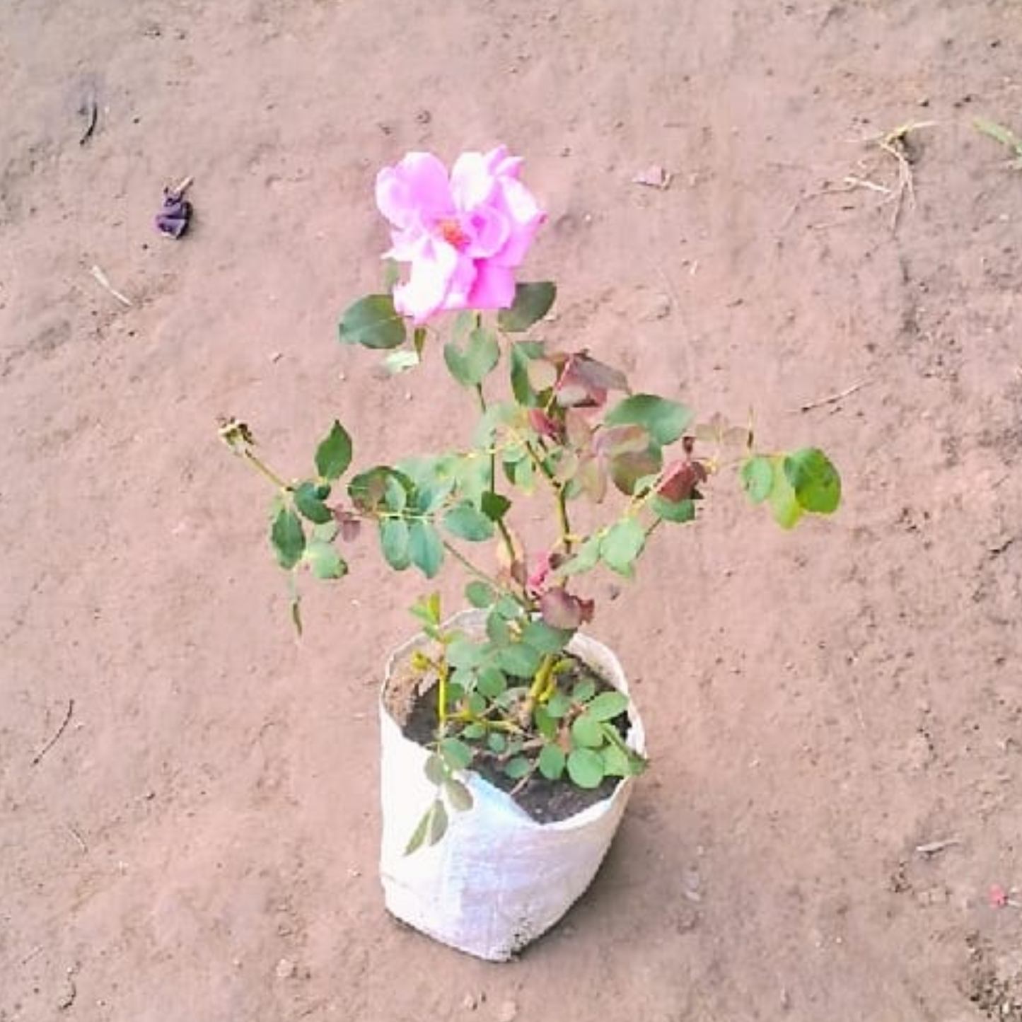 English rose plant (any colour)in 5 Inch nursery bag