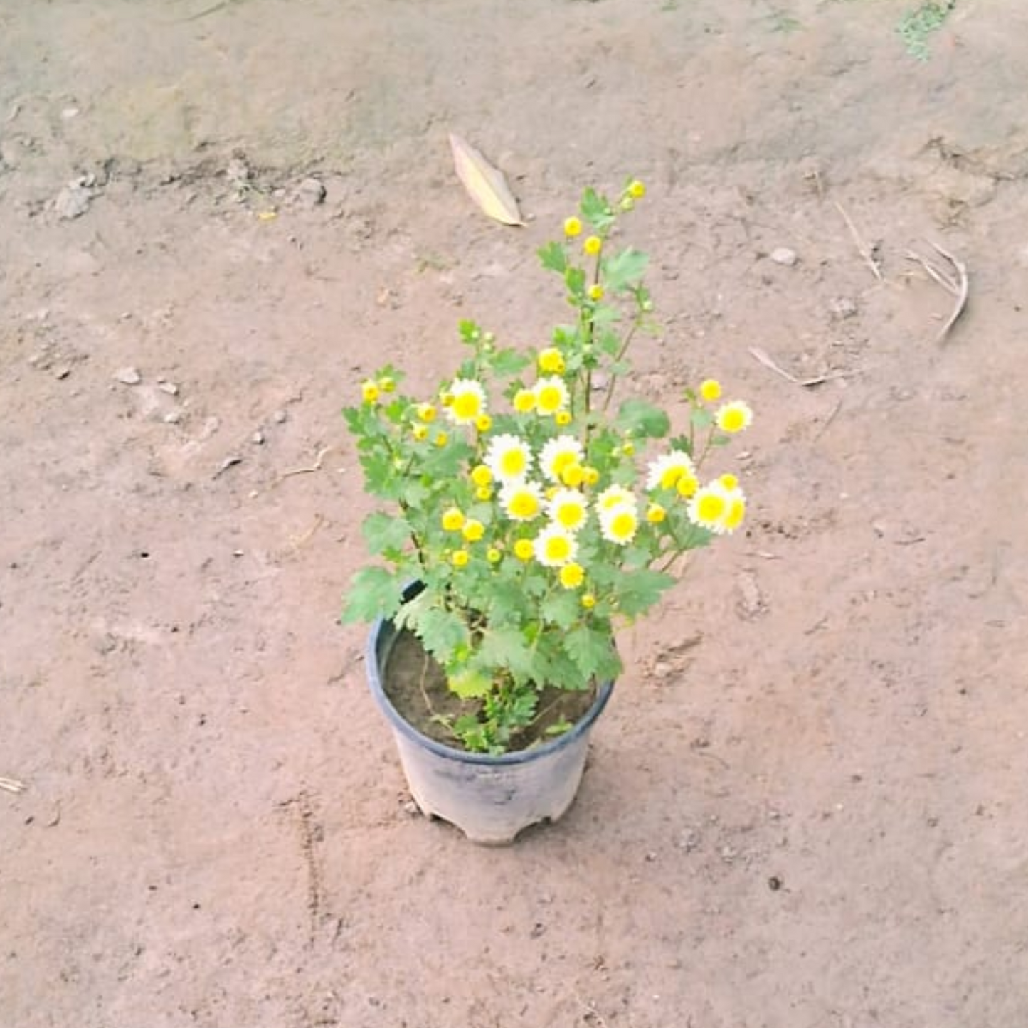 Guldaudi winter season flower plants in 6 inch pot