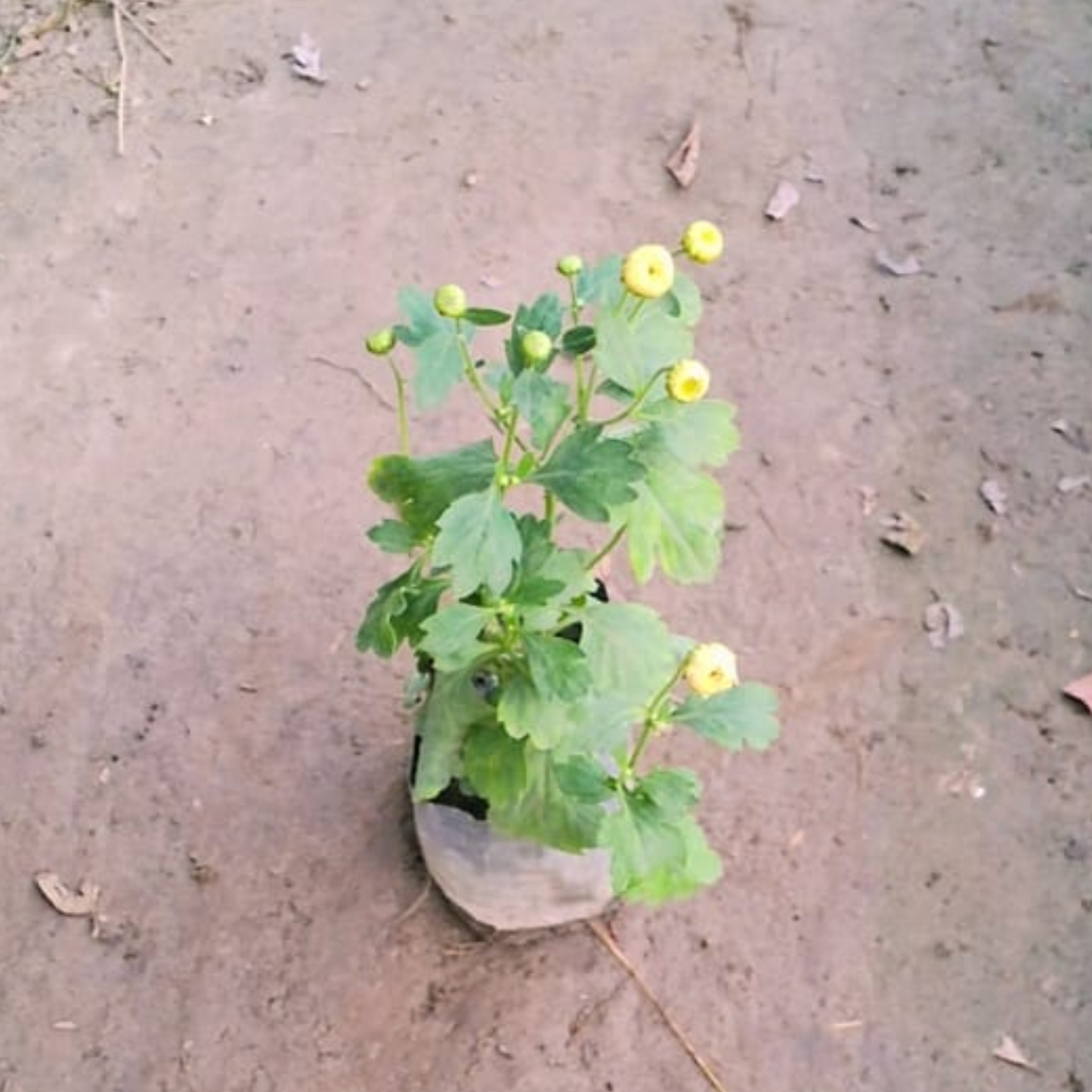 Guldaudi flower plant in 4 inch polybag