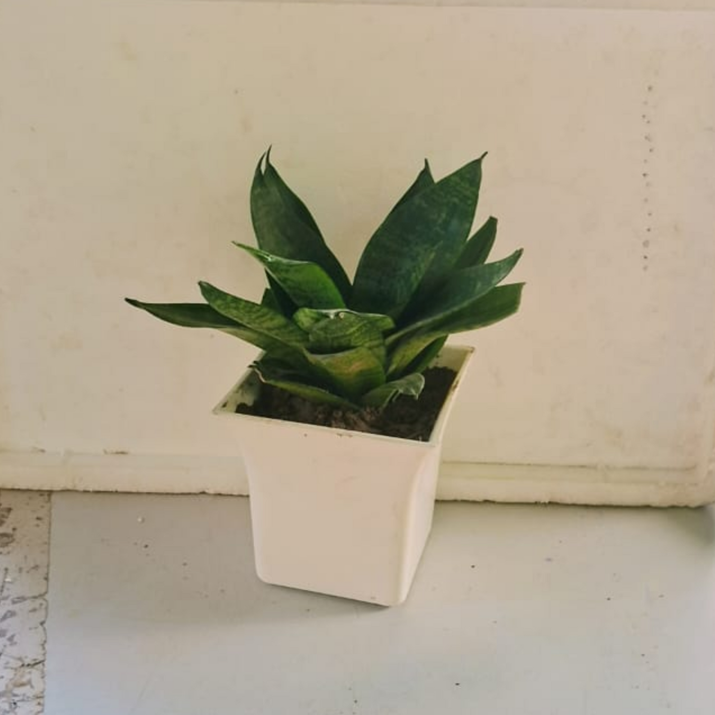 Dwarf snake plant in 4 inch white pot