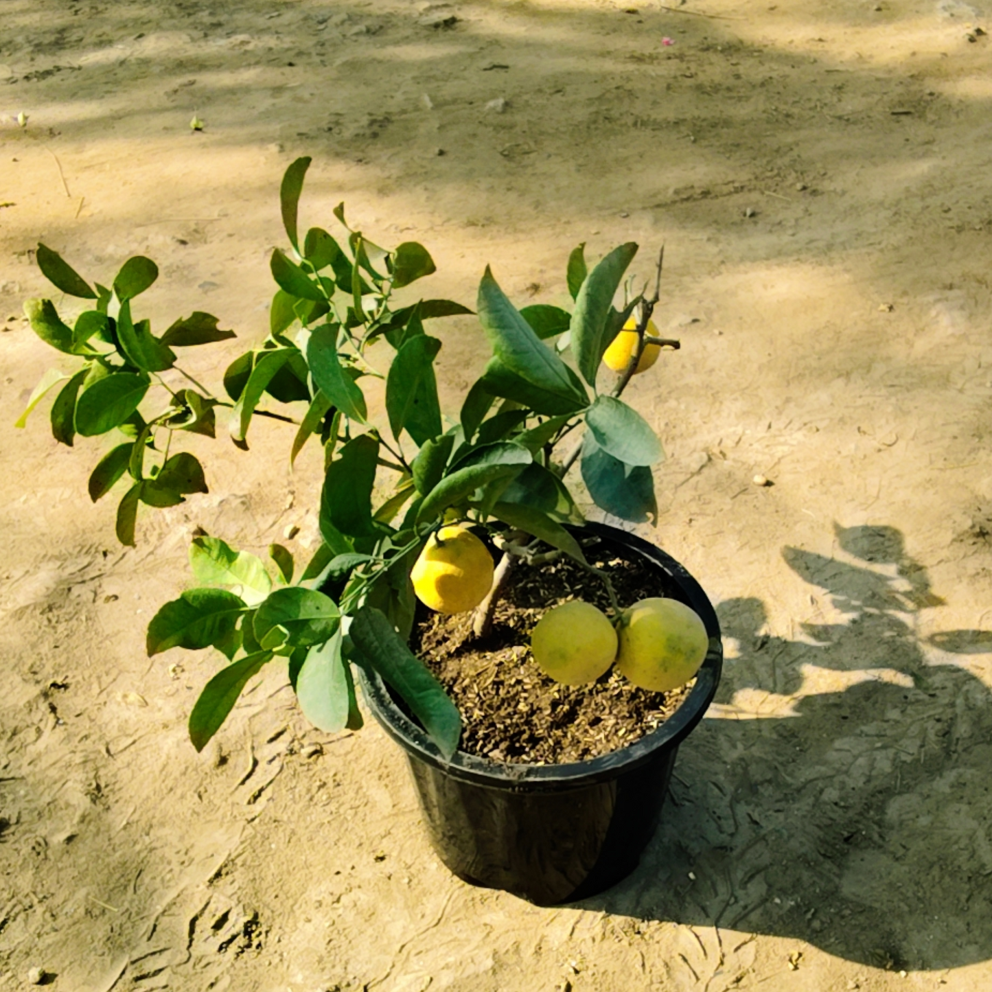 Orange plant in 12 inch pot