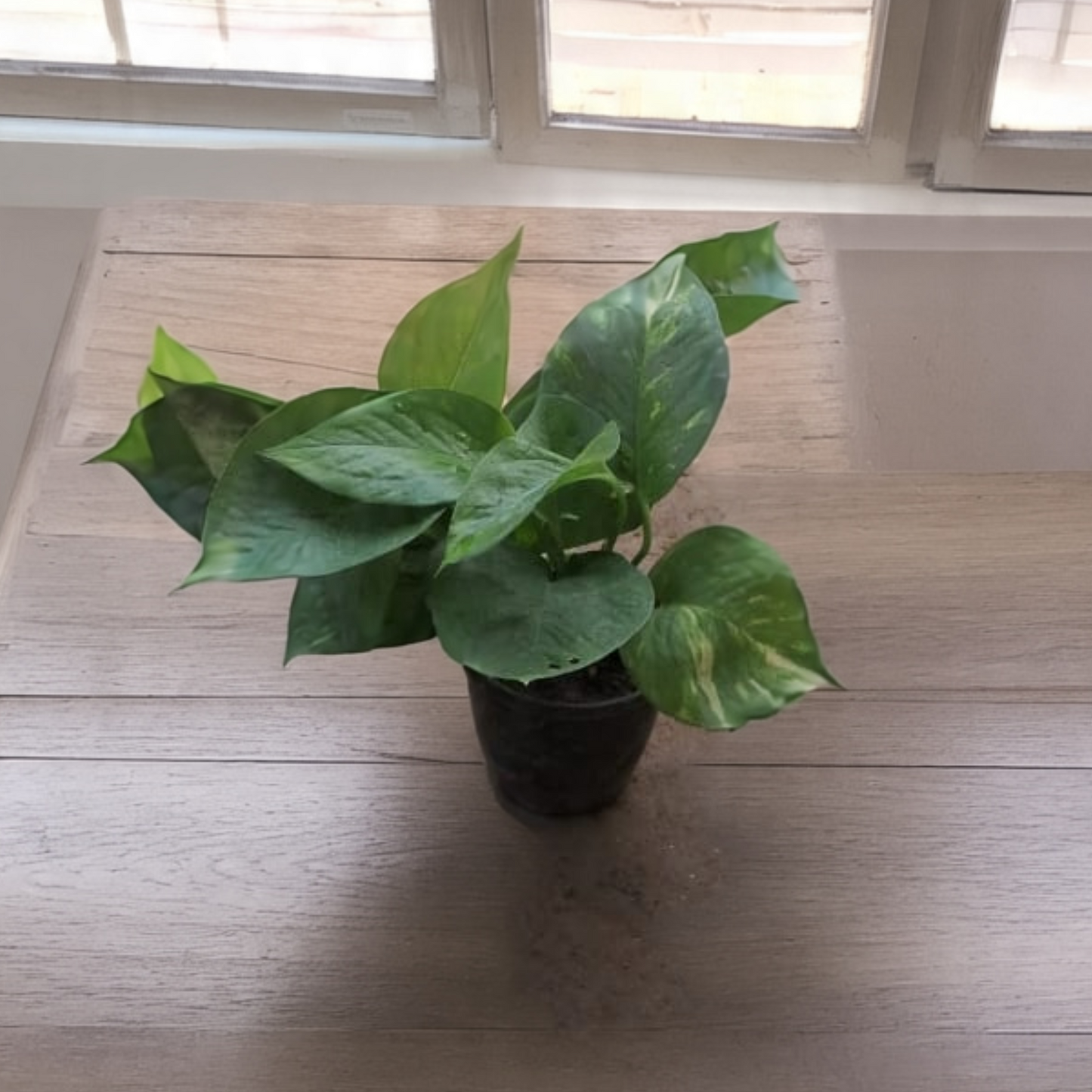 (set of 5 ) Money plant in 4 inch pot