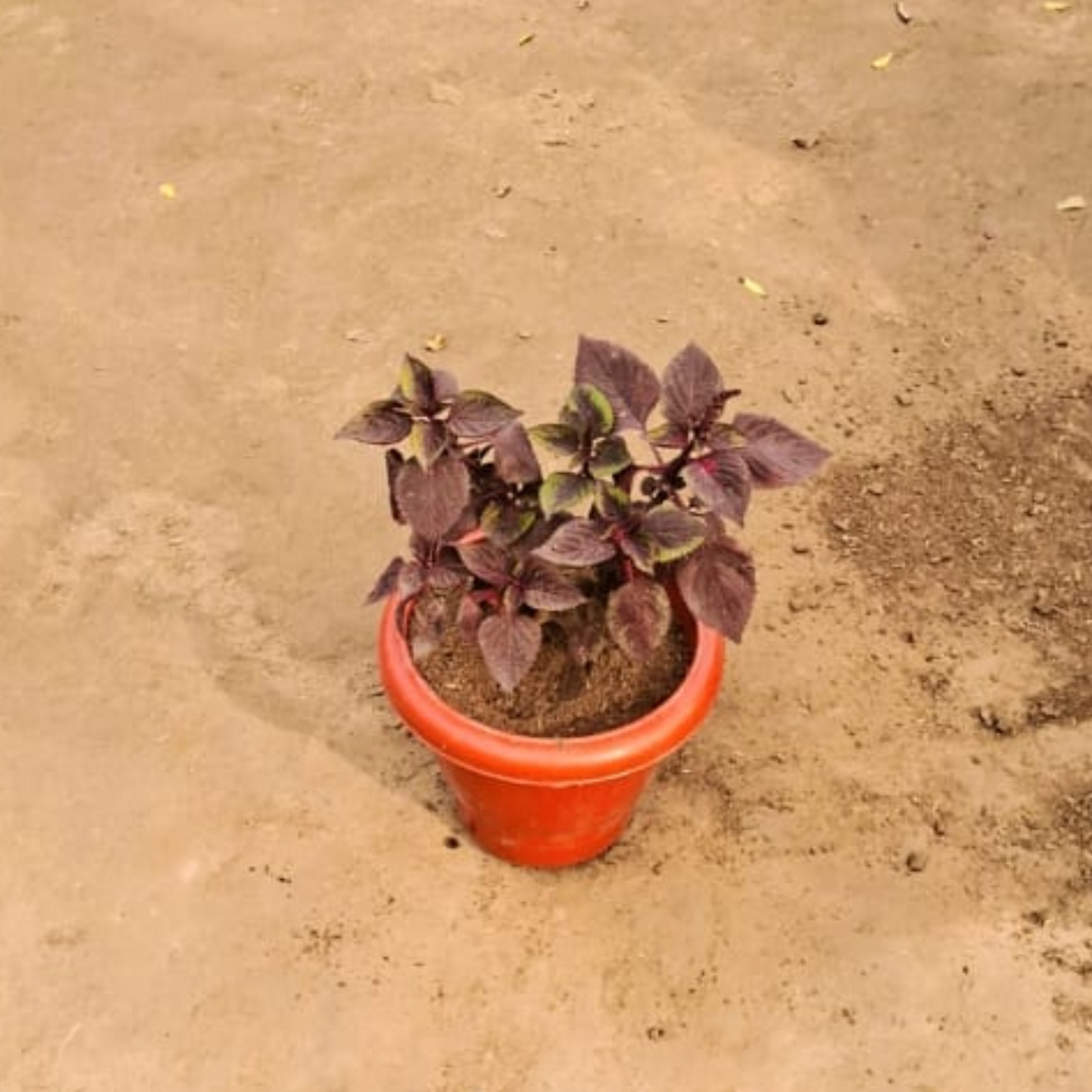 Colous Red plant in 8 inch Red pot