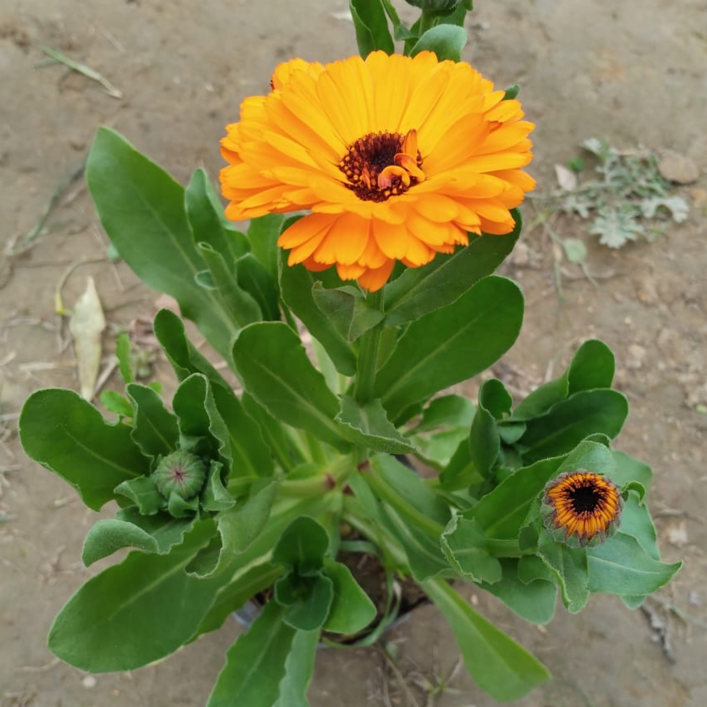Calendula (Any Colour) in 4 Inch Nursery bag