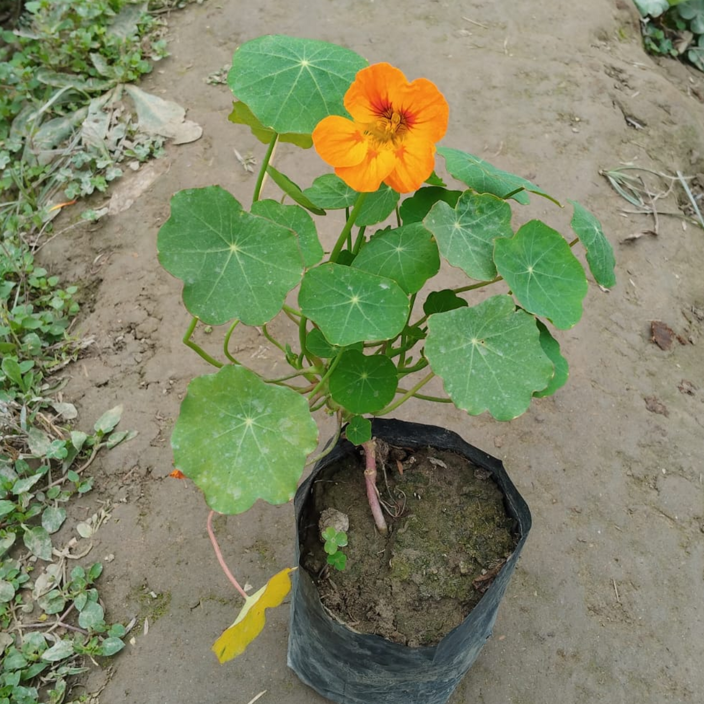 Nasturtium plant in 4 inch nursery bag