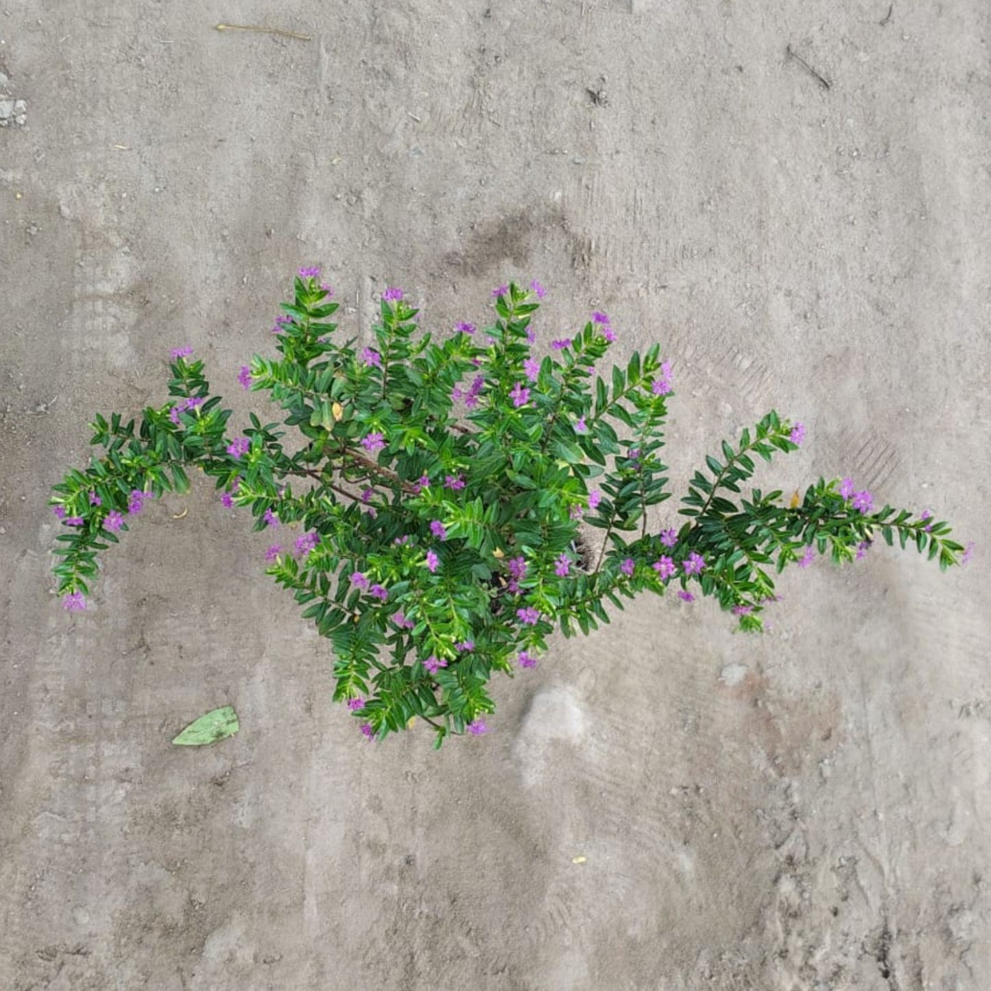 Golden kufiya plant in 4 inch polybag