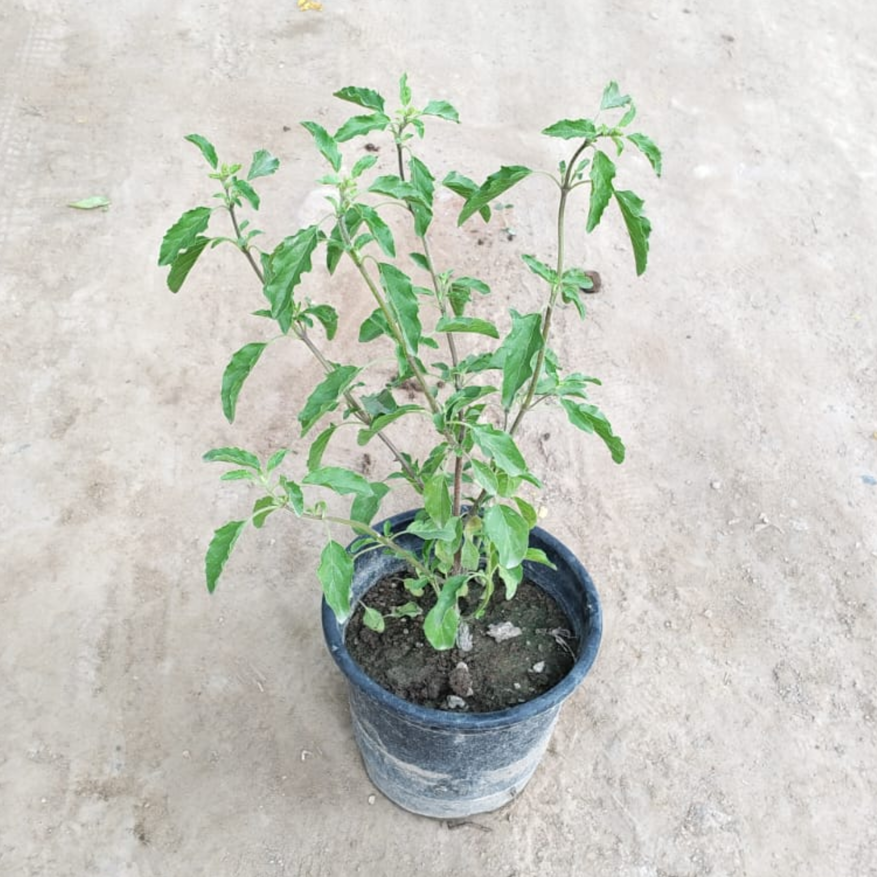 Rama Tulsi plant in 6 inch nursery pot