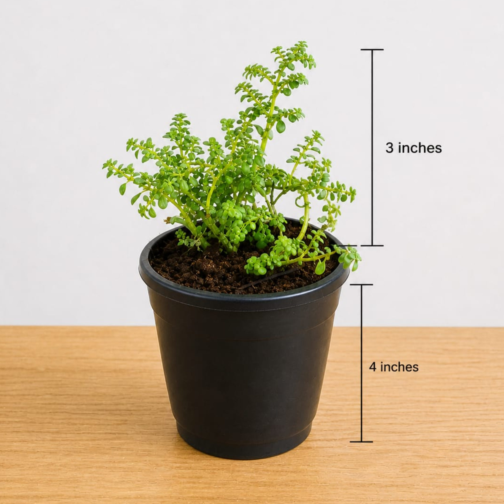 cute small plant pots Baby Tears Plant in 4 Inch Nursery Pot