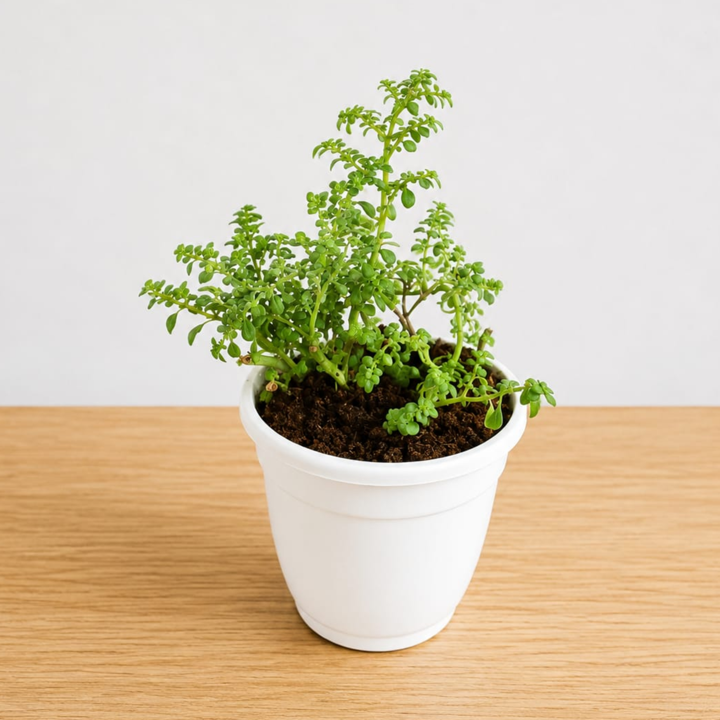 Baby Tears Plant in 4 Inch white Pot | Cute Indoor Decorative Plant