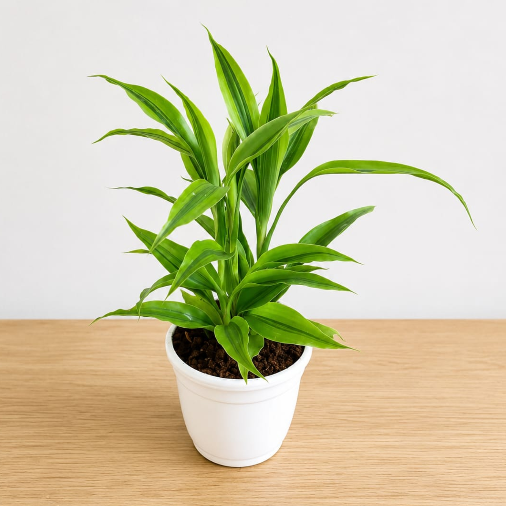 4 lucky bamboo Lucky Bamboo in 4 Inch white plastic pot – Plantncr