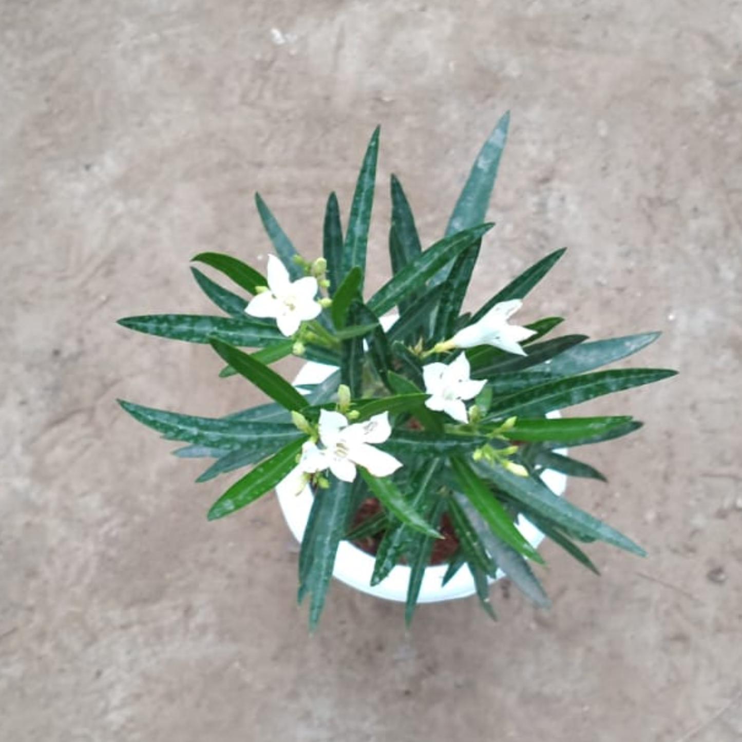 White Kaner plant in 6 inch white pot
