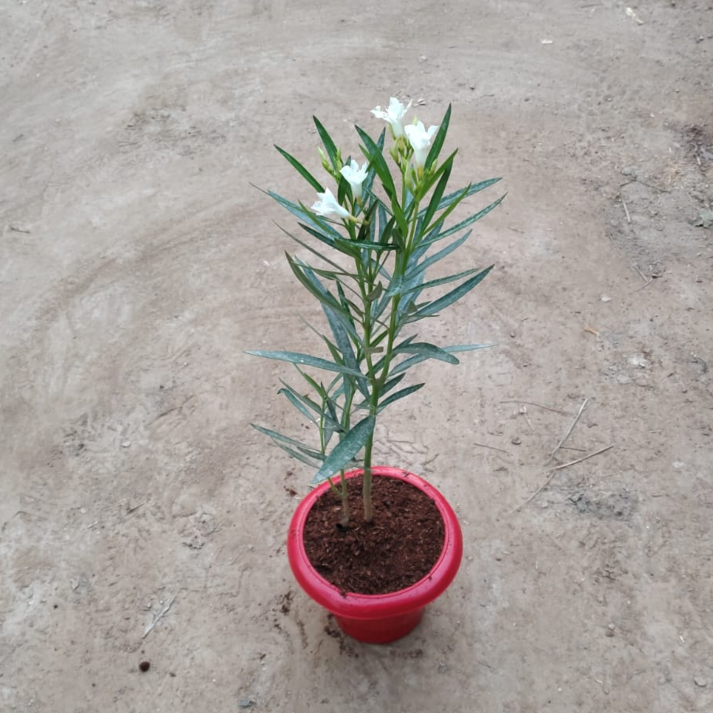 White Kaner plant in 6 inch red pot
