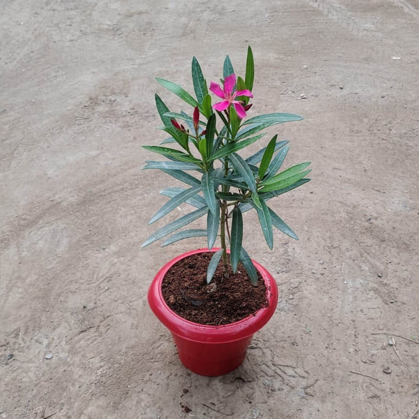 Pink Kaner Plant in 6 inches red Pot – Live Flowering Plant | PlantNCR