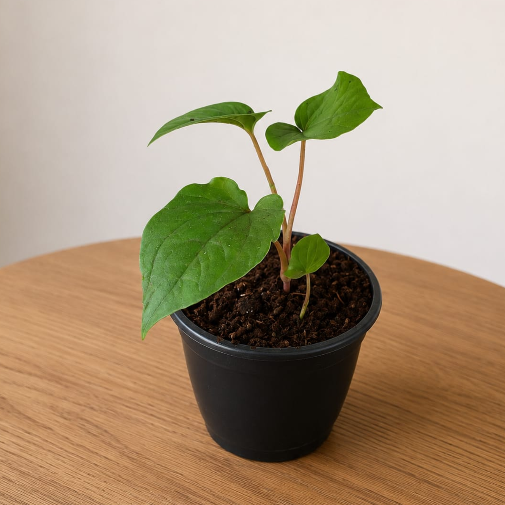 betel plant Paan Plant (Betel Leaf) in 4 Inch nursery pot