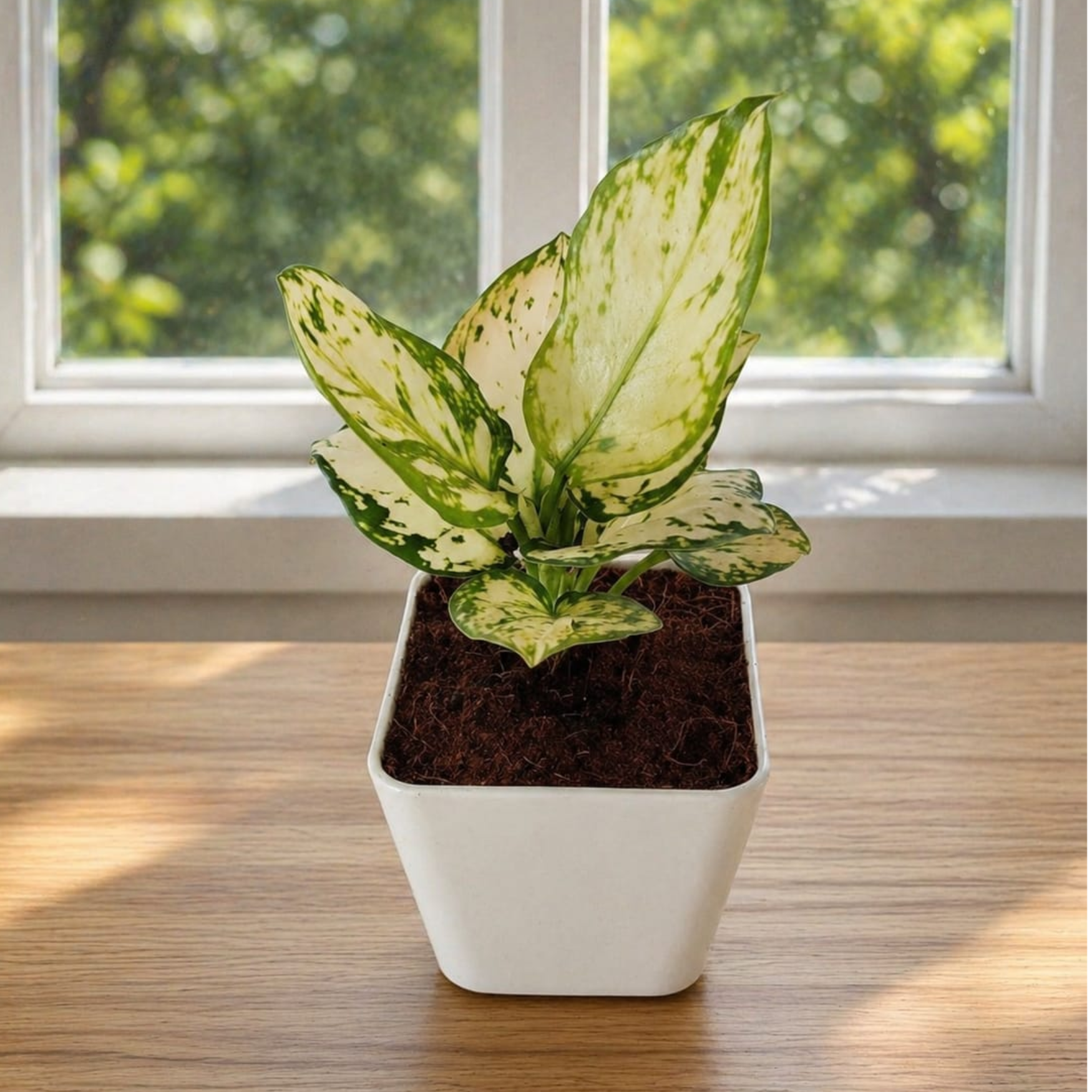Aglaonema White Variegated Plant in 4 inch Decorative White Pot