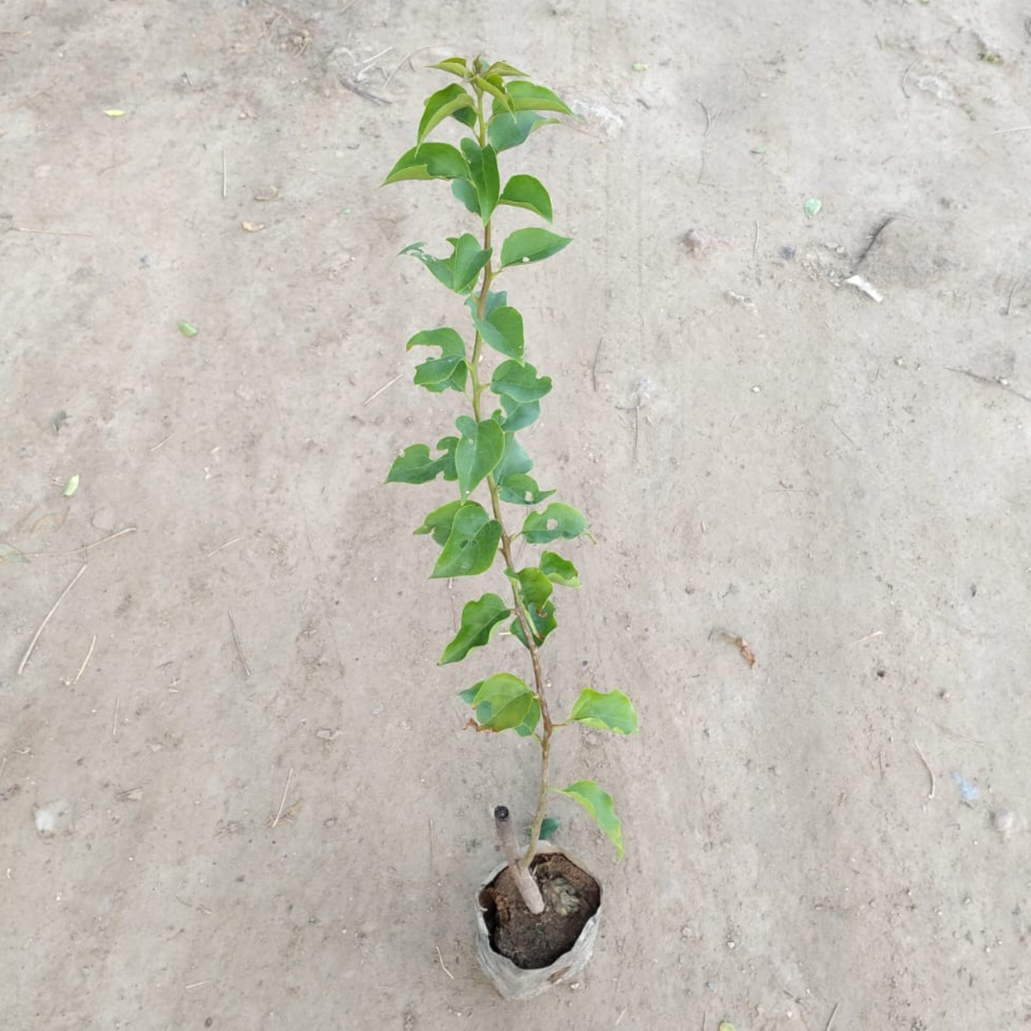 Bougainvillea Flowering Plant in 4 inch Nursery Bag | Live Outdoor Climber Plant