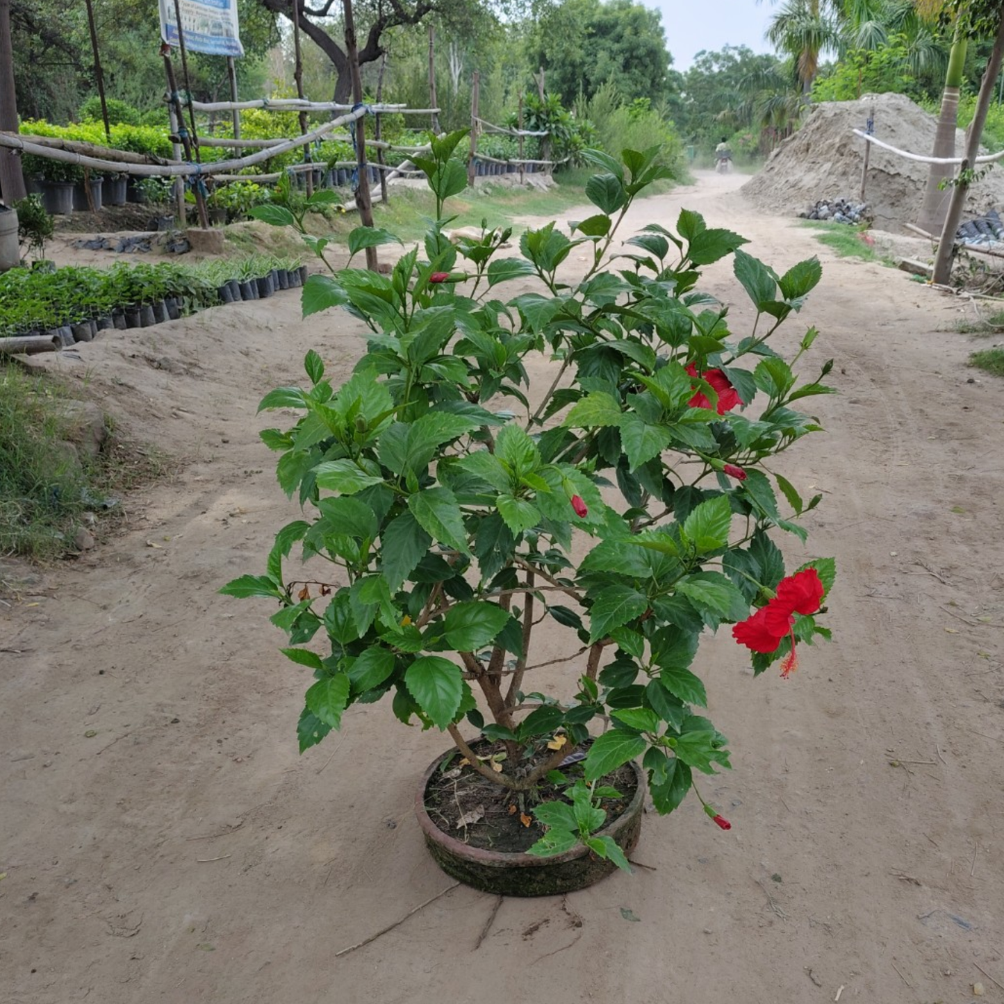 Hibiscus Red Flower Bonsai in Earthen Round Tray (2.5 Ft Height, 3 Ft Foliage Spread)