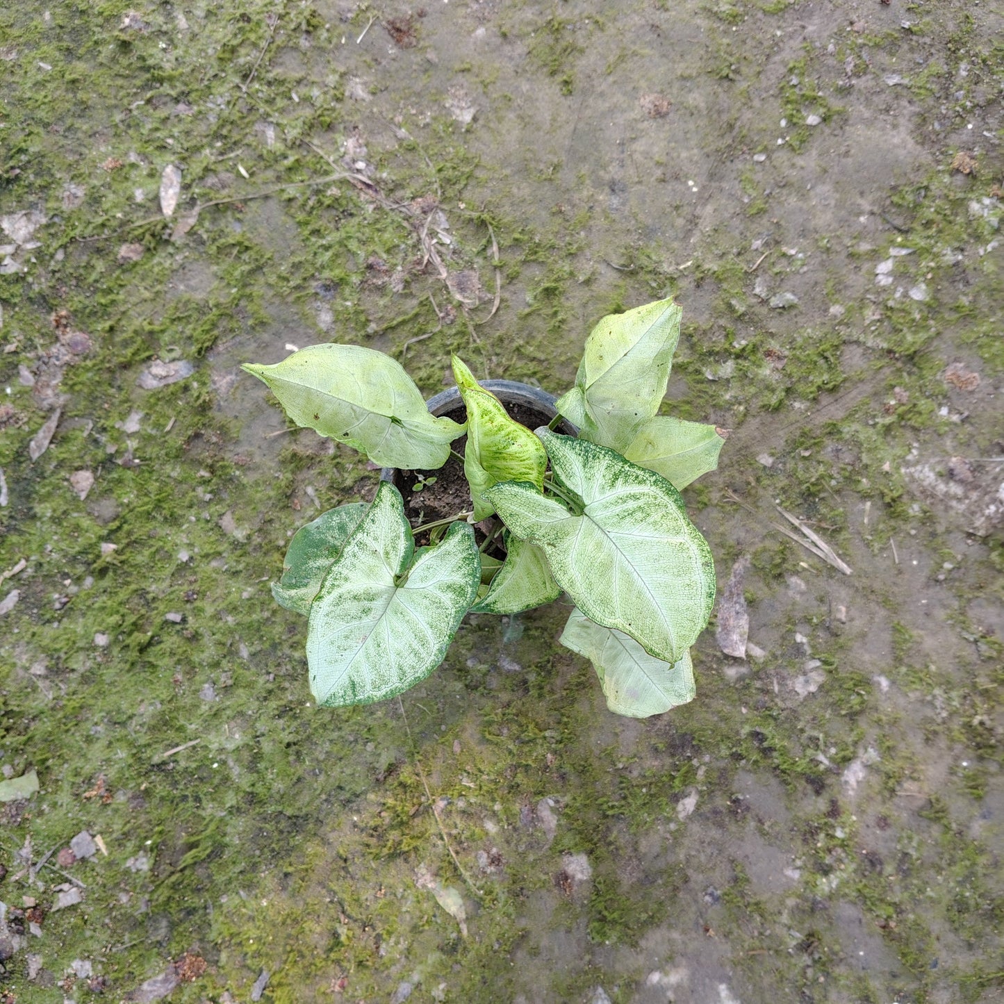 Close-up of the spade-shaped variegated leaves of a Syngonium plant