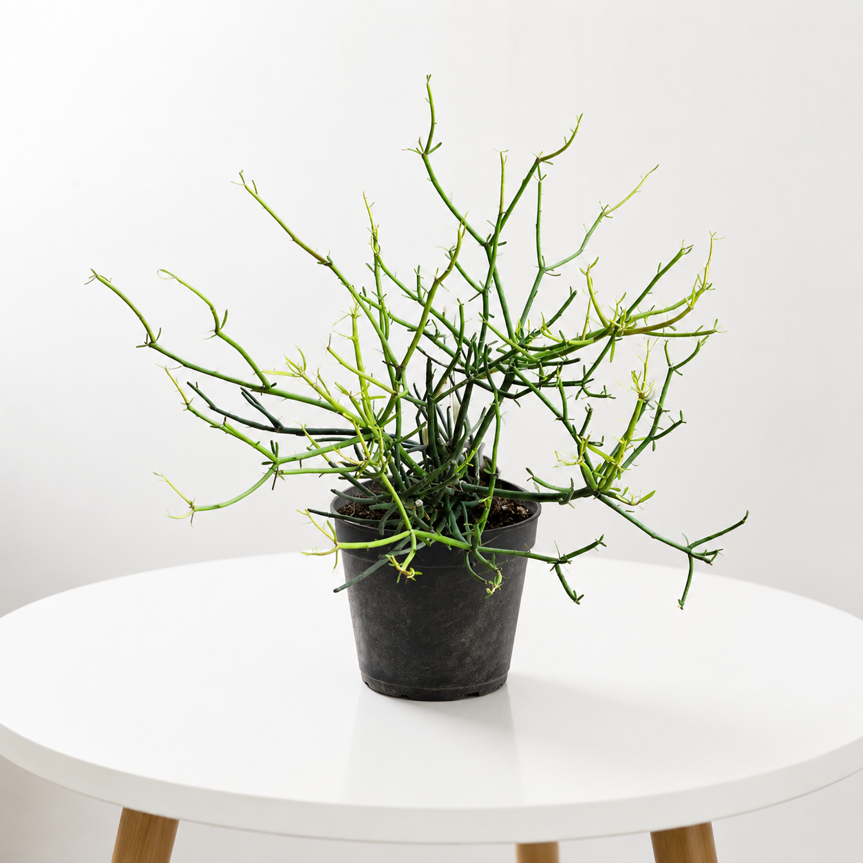 Pencil Cactus (Euphorbia Tirucalli) | Fire Stick Succulent Plant in pot