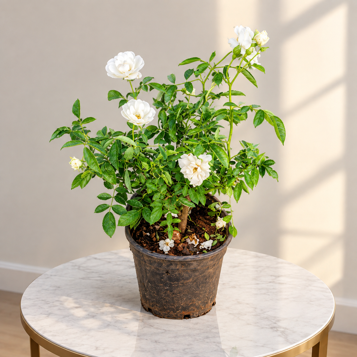 Rose miniature plant in 6 Inch nursery pot
