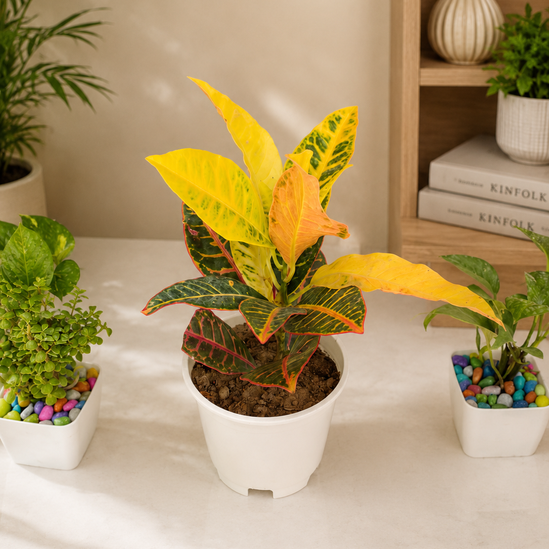 Croton Plant in White Pot with Colourful Decorative Pebbles