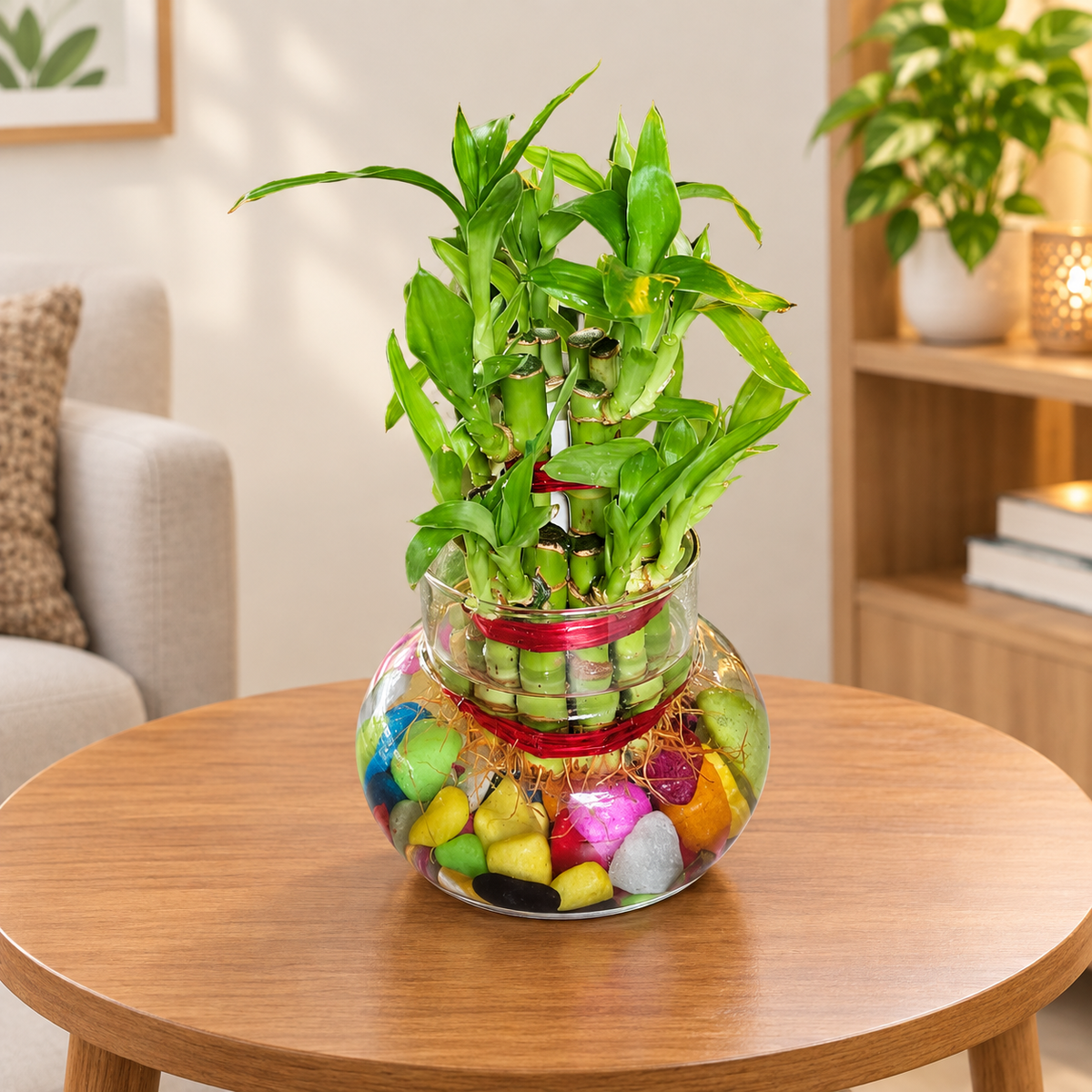 Lucky Bamboo Plant in Glass Bowl with Colorful Pebbles